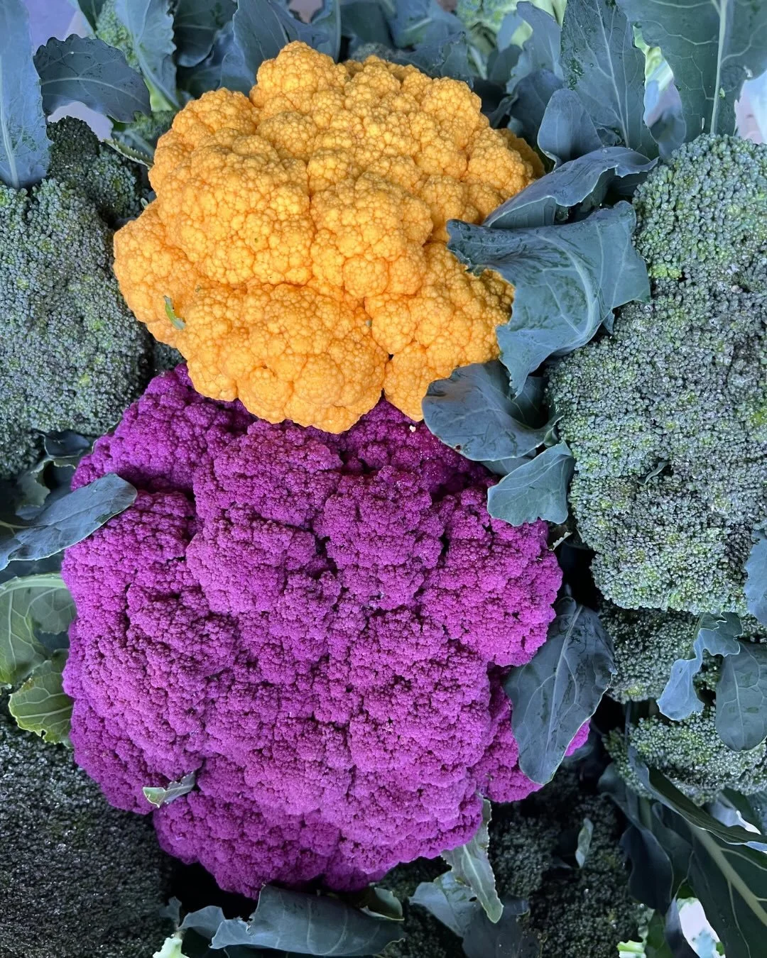 Colorful cauliflower, fennel, kohlrabi, carrots and celery are rolling into the Market this Saturday! Picked fresh and oh so tasty. See what else our farmers and artisans have in stock from 8am - 1pm. Don&rsquo;t miss the dog show on the grassy lot t