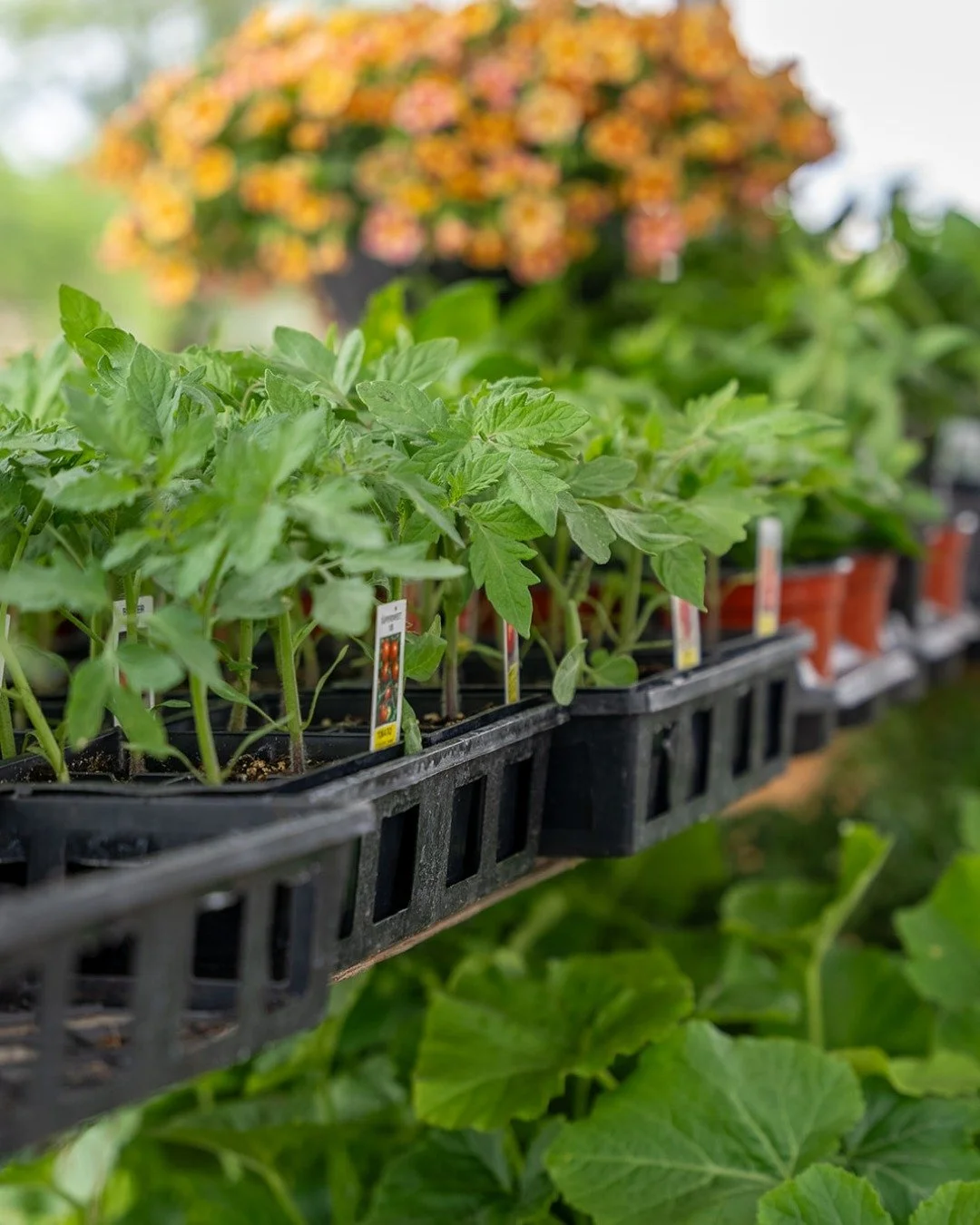 Looking for plant seedlings for your summer garden? Visit the Tuesday Market for a selection of tomatoes, herbs, peppers, and more! Don't miss the hot and fresh breakfast and lunch options while you're here. 8am - 1pm!

#lovevamarkets #farmersmarket 