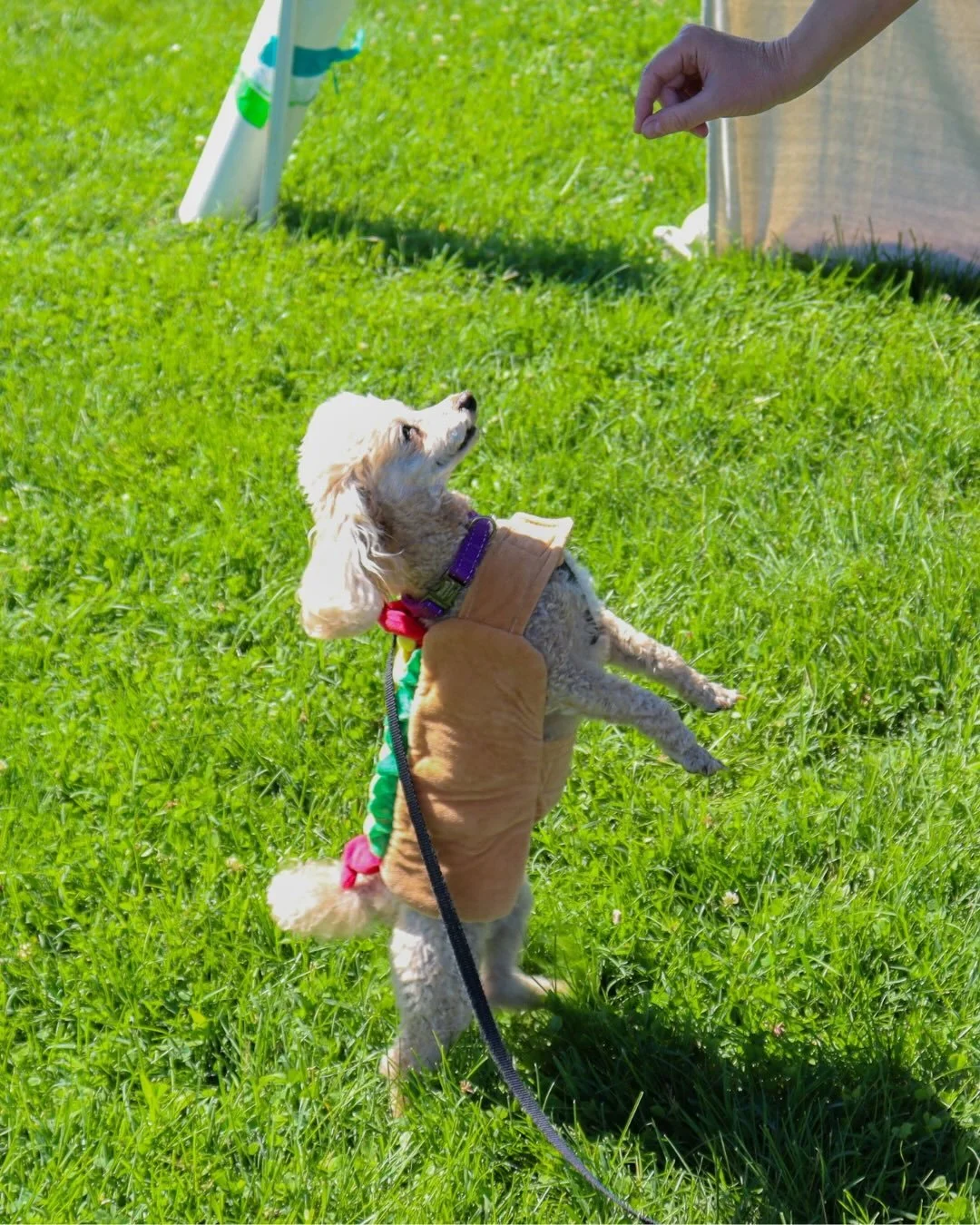 Thank you to everyone who came out to our dog show last weekend! Congrats to all the pups and dog moms and dads who competed - everyone is best in show in our eyes! 

#Lovevamarkets #farmersmarket #harrisonburgva #shoplocal #freshproduce