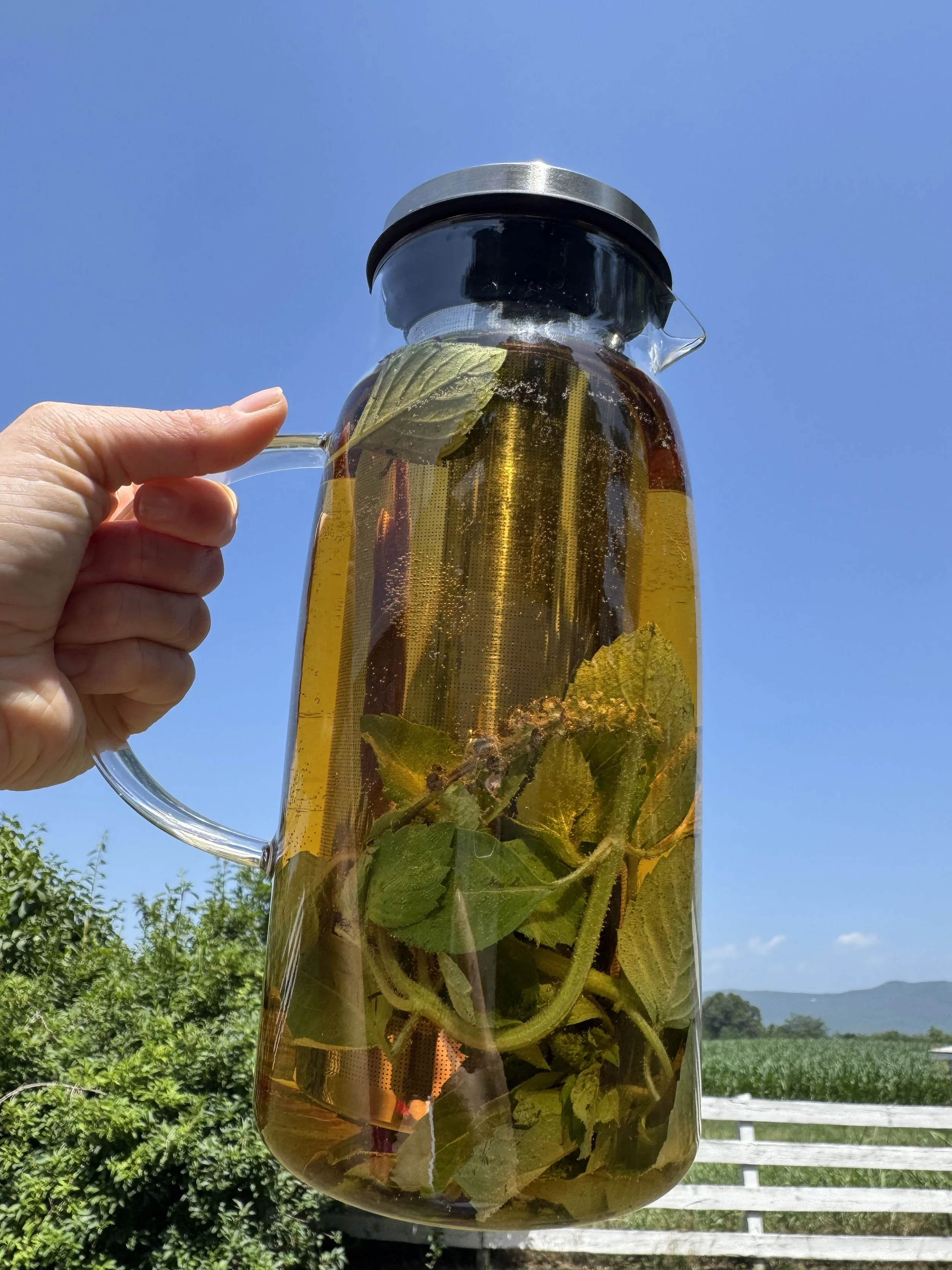 Tulsi Sun Tea