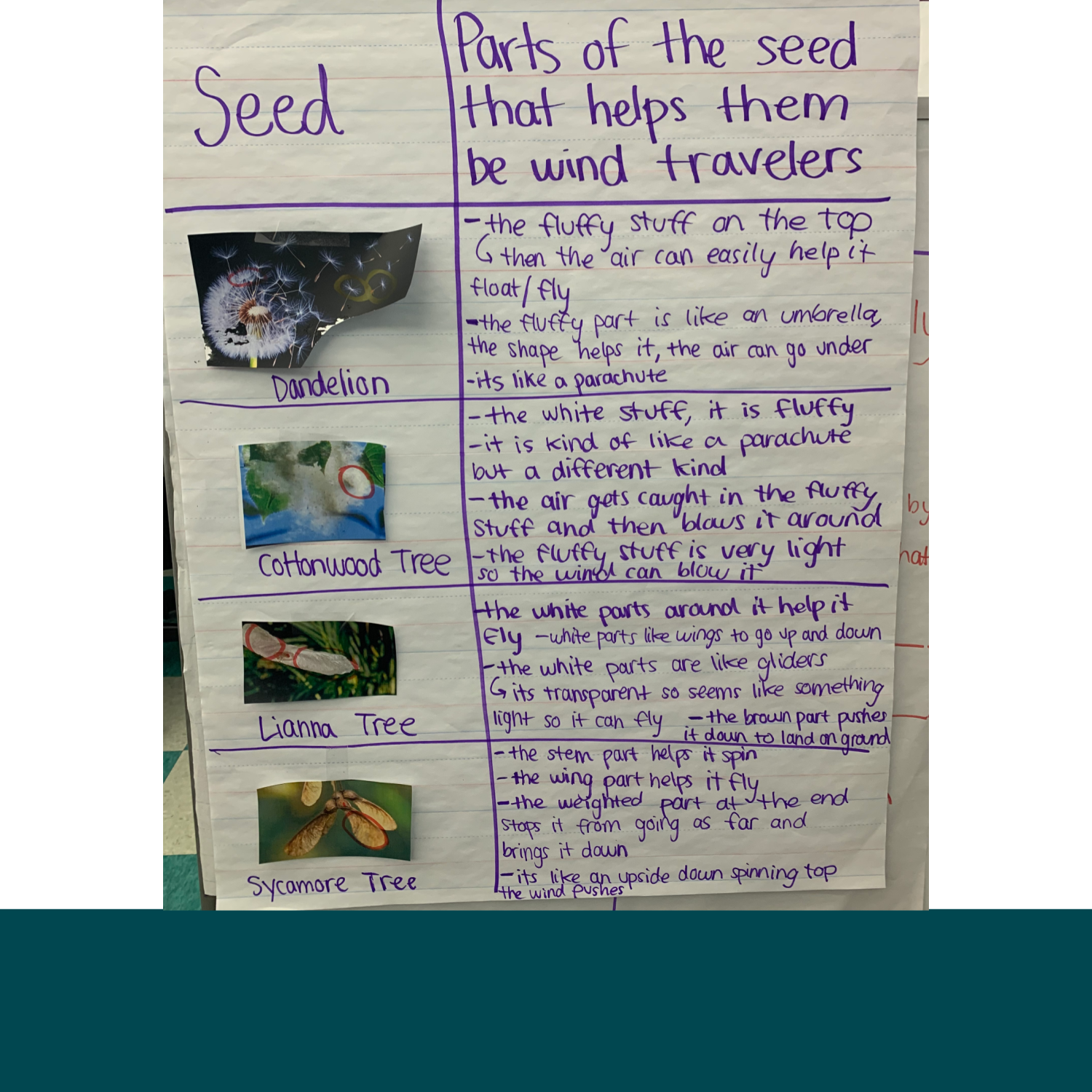  3. Anchor chart showing seed structures. 