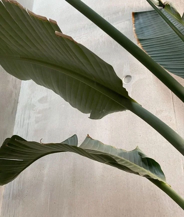 social media management package