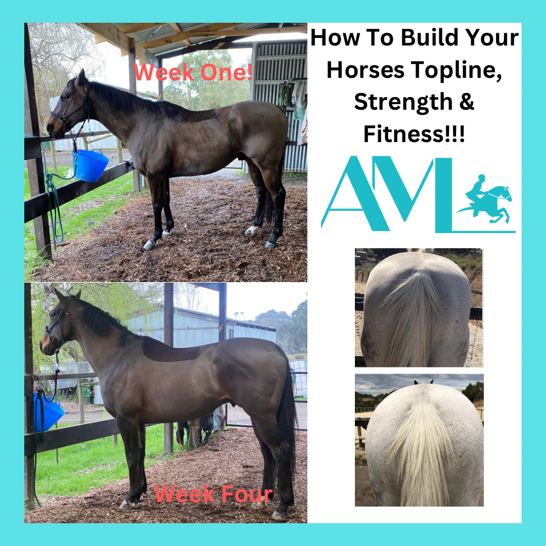 Understanding the Equine Topline: Building the Foundation for Performance and Longevity