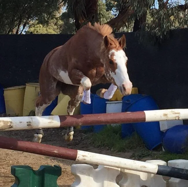 A horse free-jumping over a 1 metre high vertical showjump.