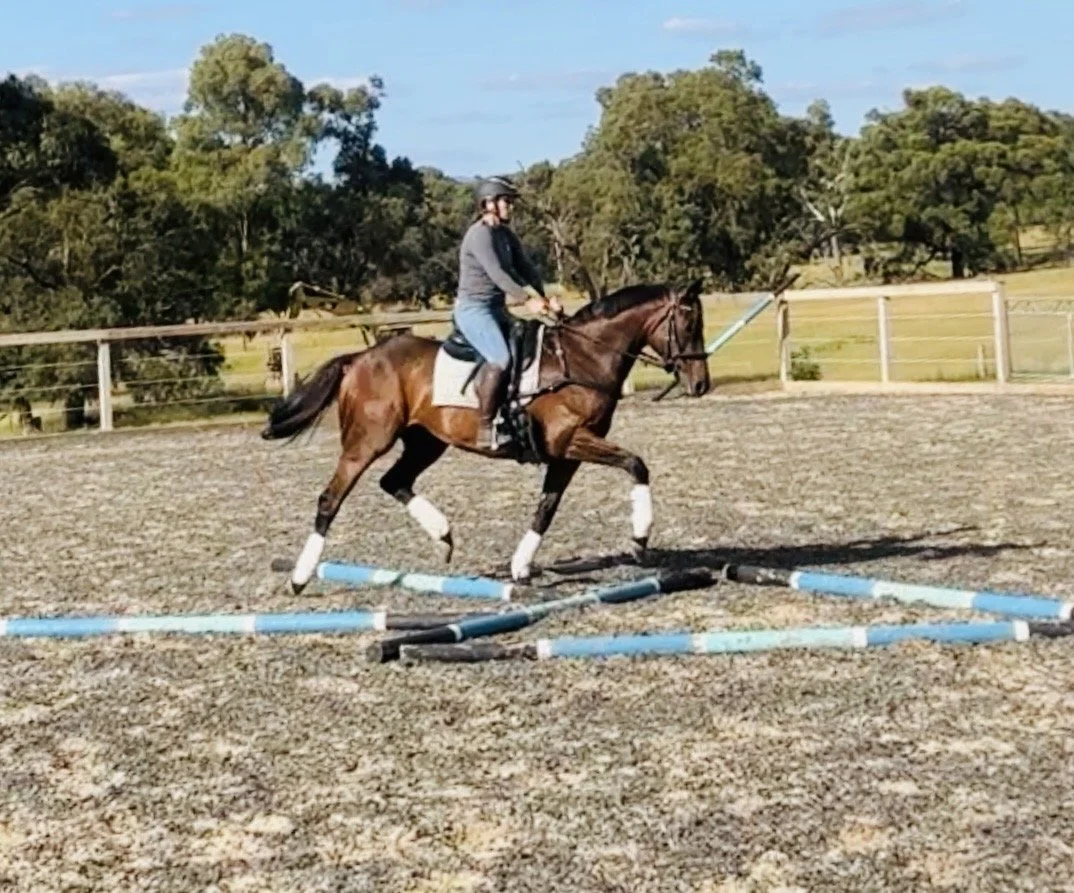 Pole Work To Improve Your Horse's Movement