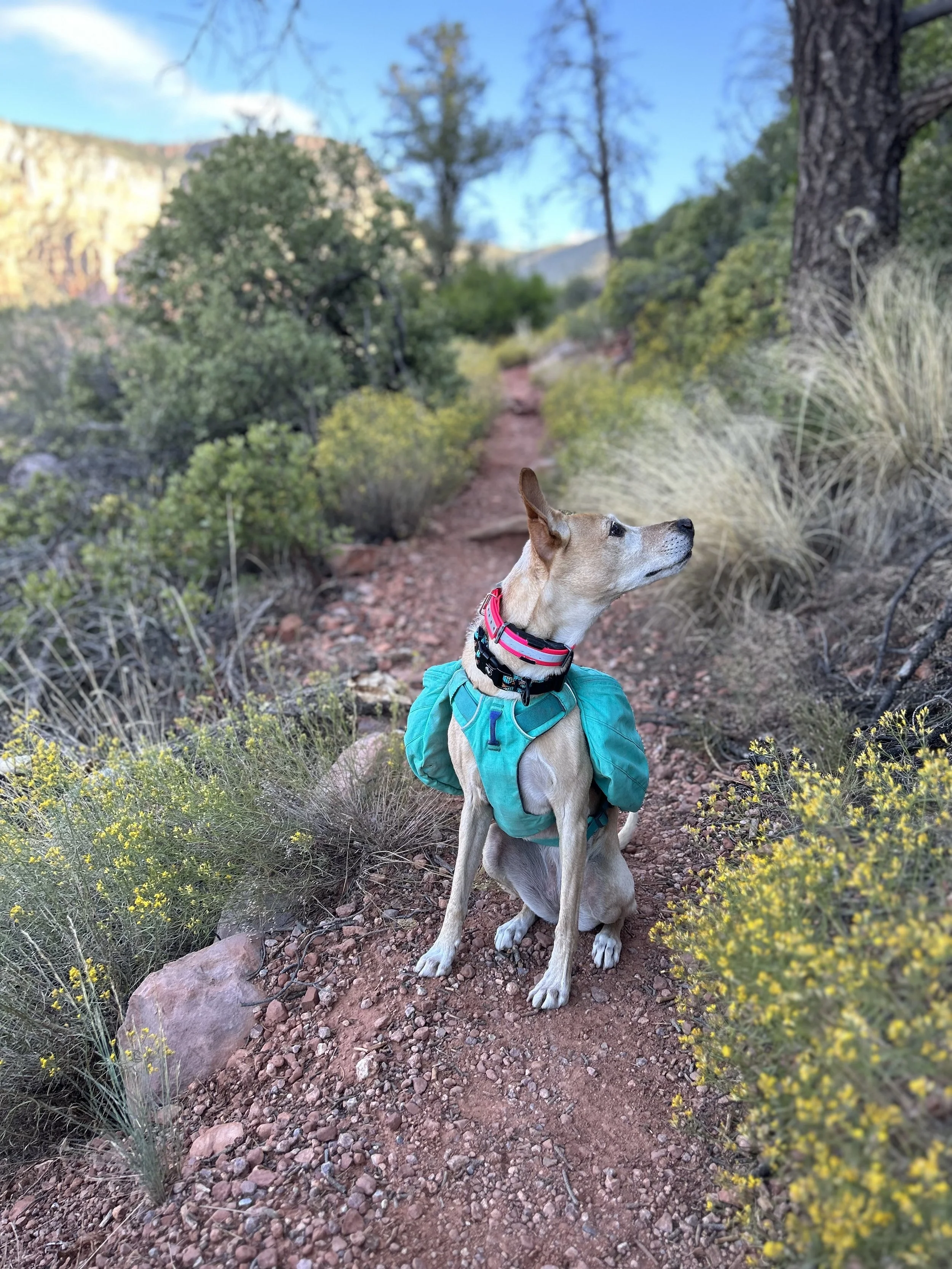 Healing Trails Holistic Vet