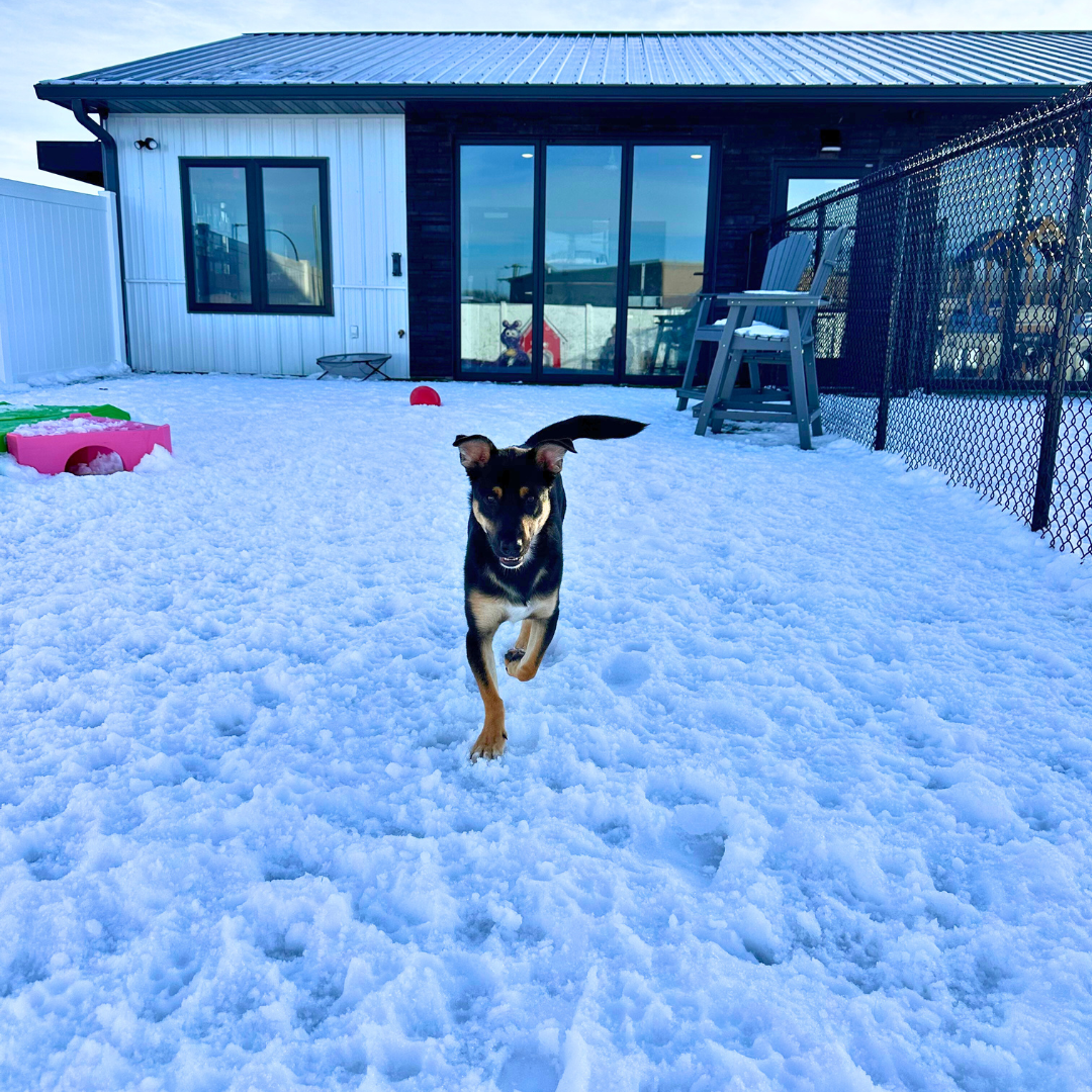 A white dog standing on a circular platform covered in green turf, with another similar platform nearby, against a white wall and green artificial grass floor.