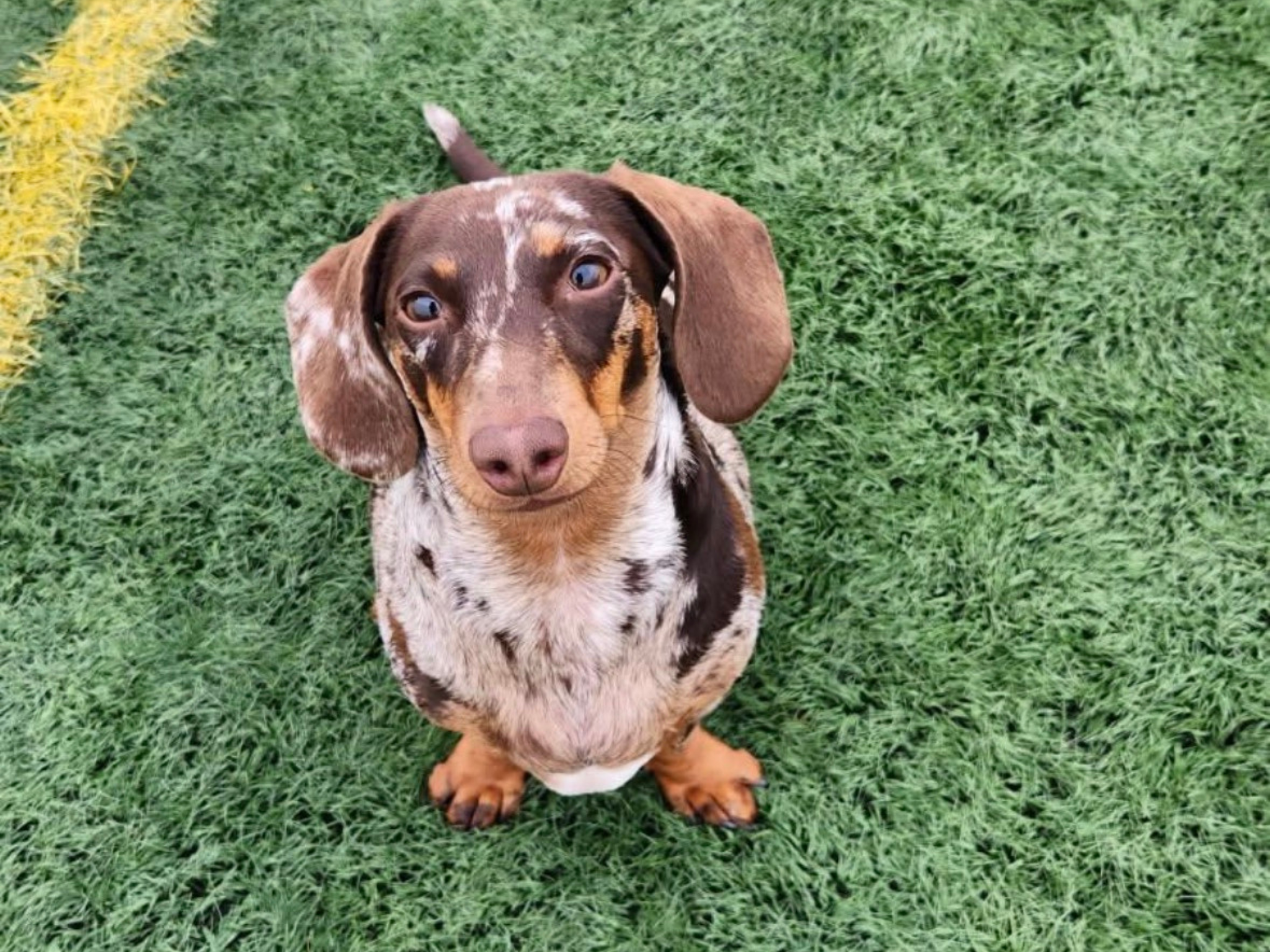 A white dog standing on a circular platform covered in green turf, with another similar platform nearby, against a white wall and green artificial grass floor.