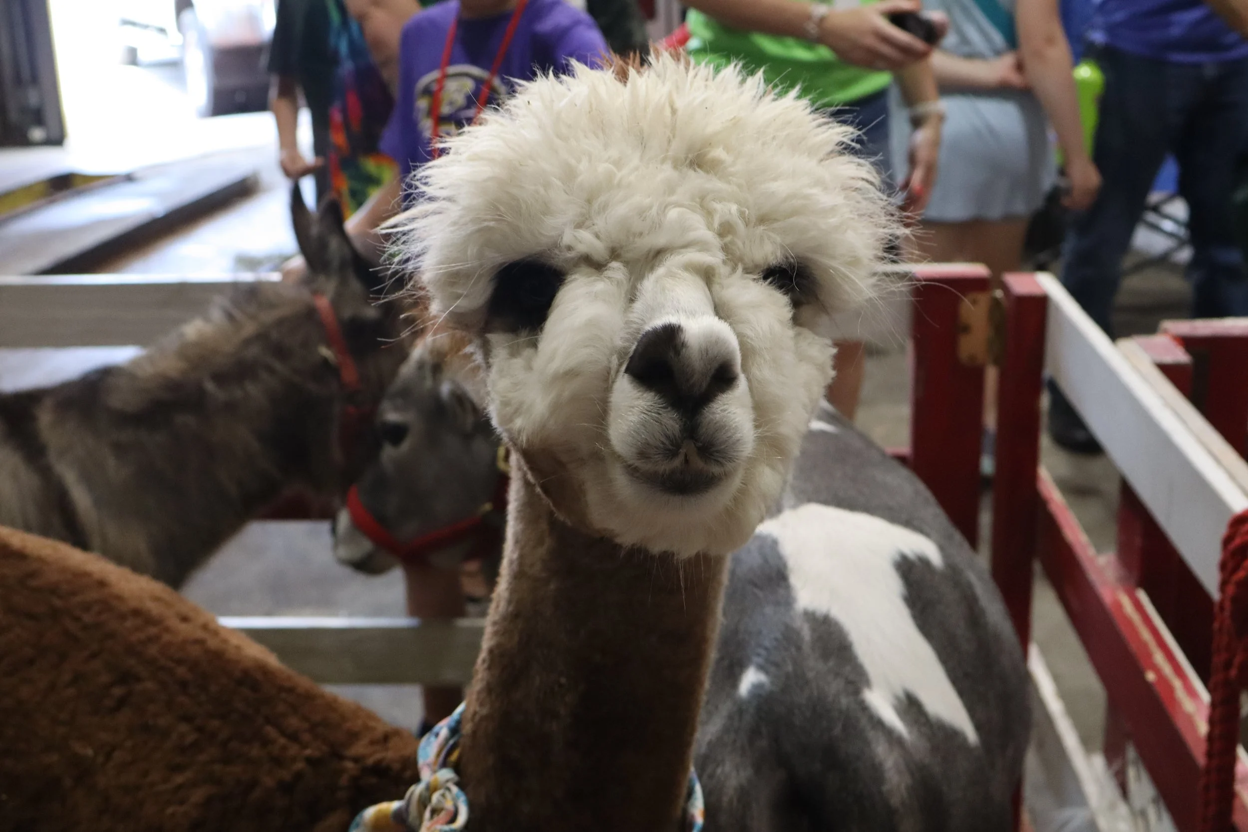 Close-up of a white llama with fluffy fur, looking directly at the camera, with other llamas and people in the background at an animal exhibit or petting zoo.