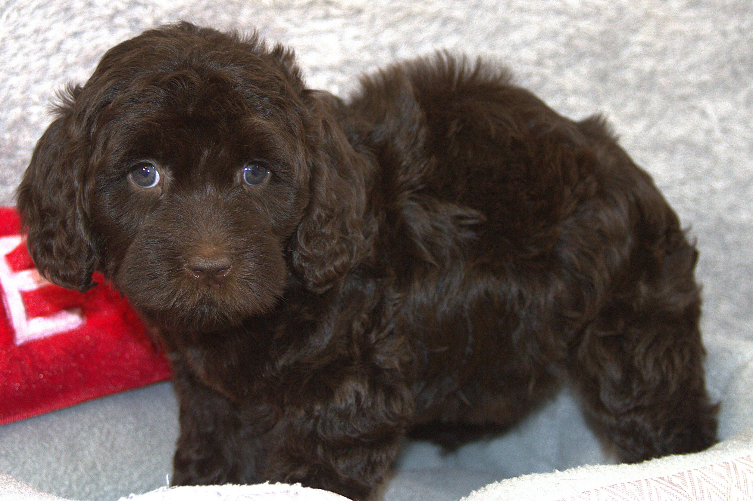 IMG_9876 Sofia stand 5.jpg