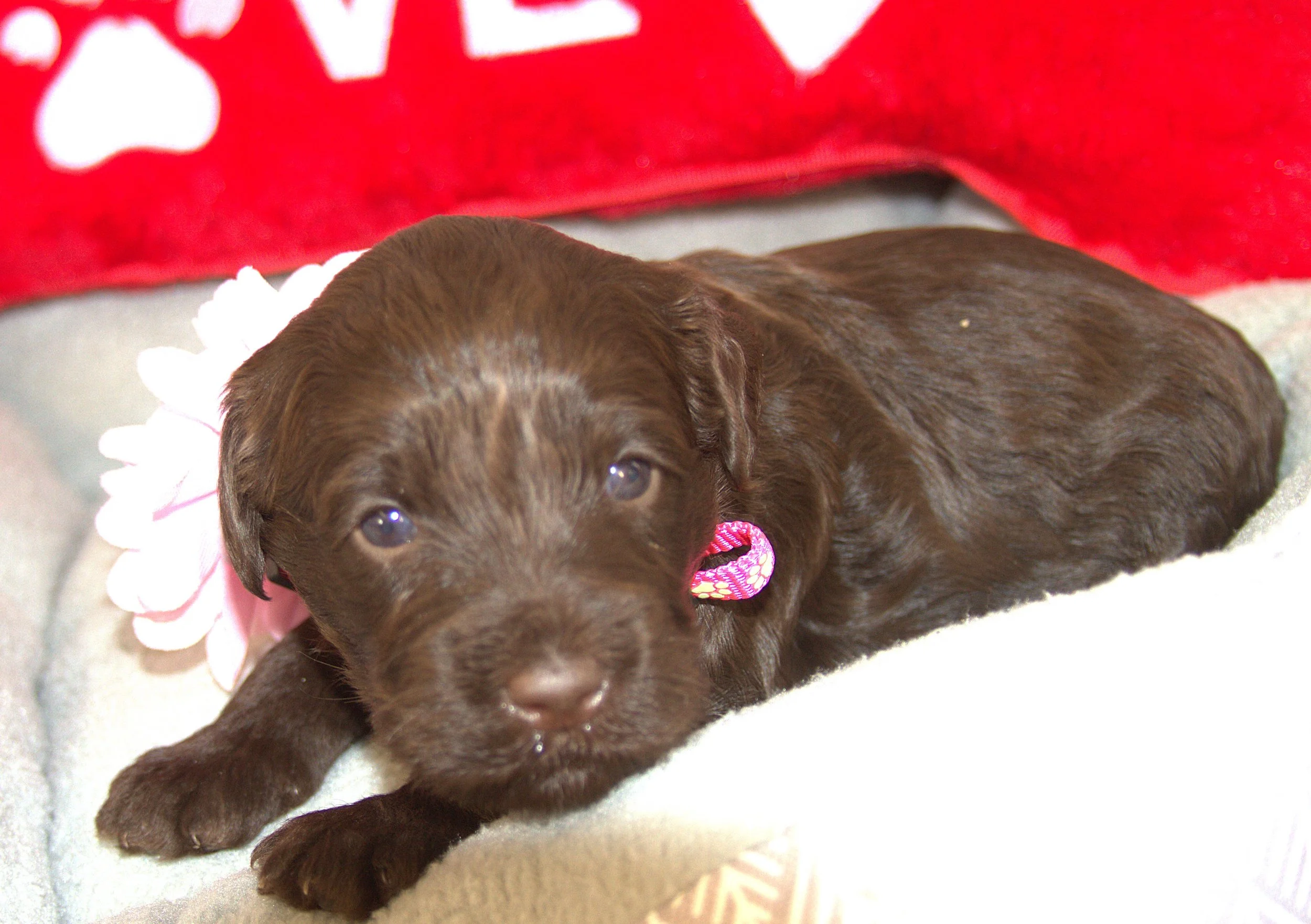 IMG_9364 - Copy  Zooey 5.jpg