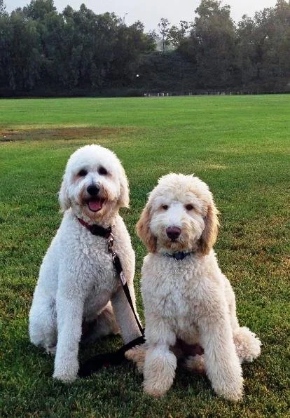pups.jpg