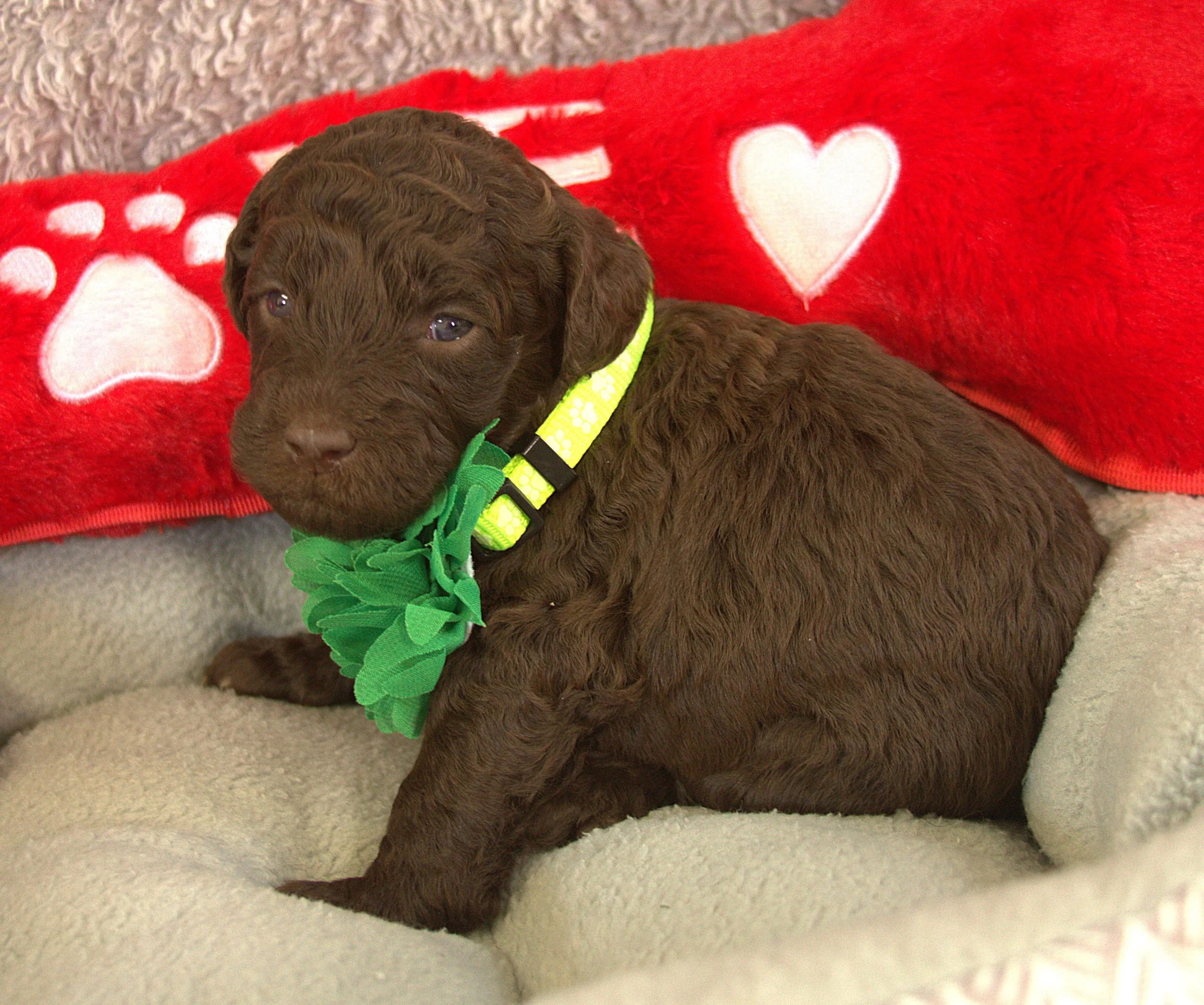 IMG_9504  Gal Gadote 4.jpg