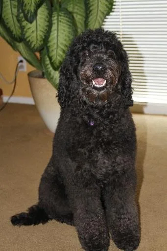 bella1.jpg
