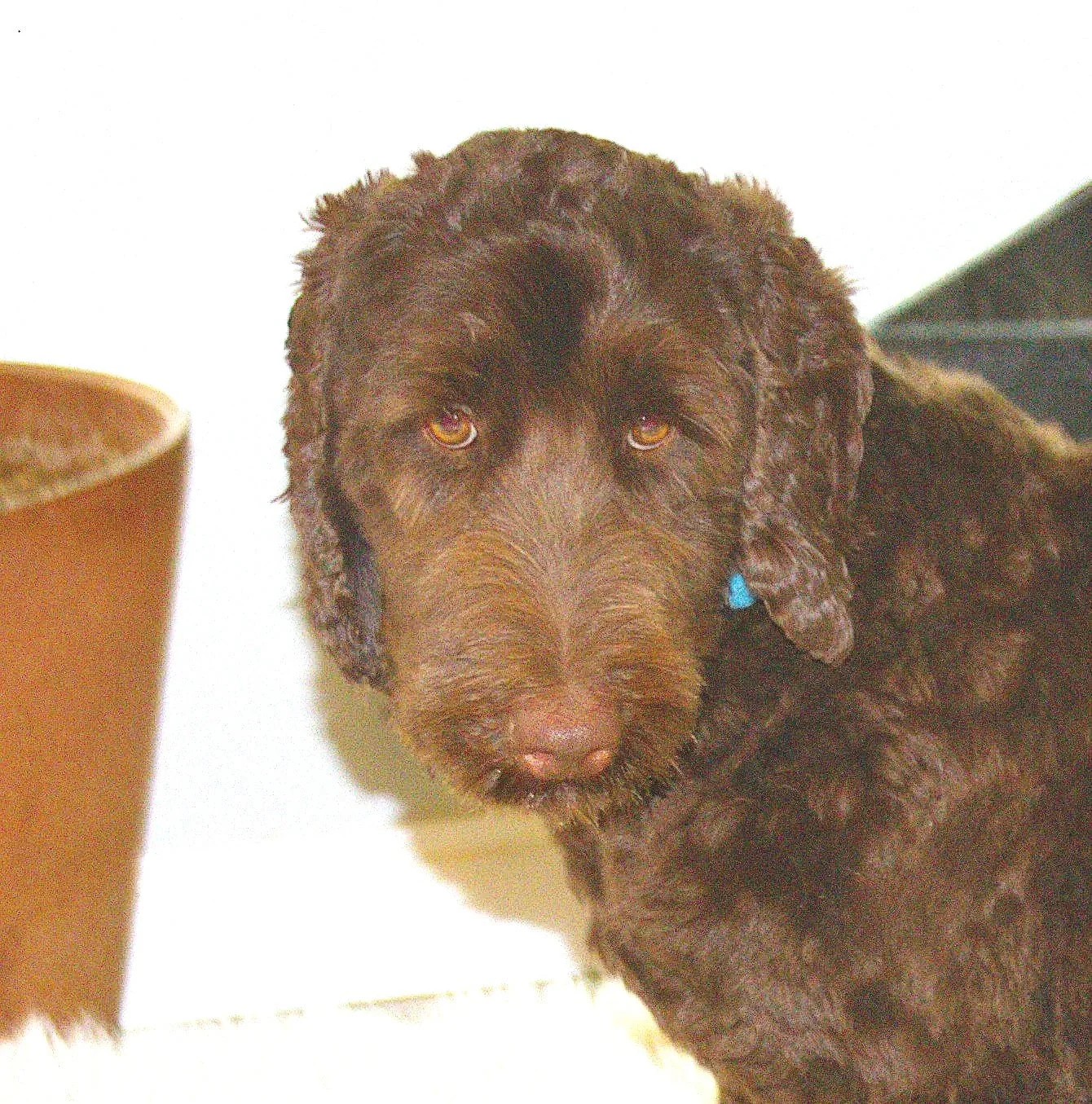 A brown curly-haired dog with tan eyes sitting next to a brown ceramic cup against a white background.