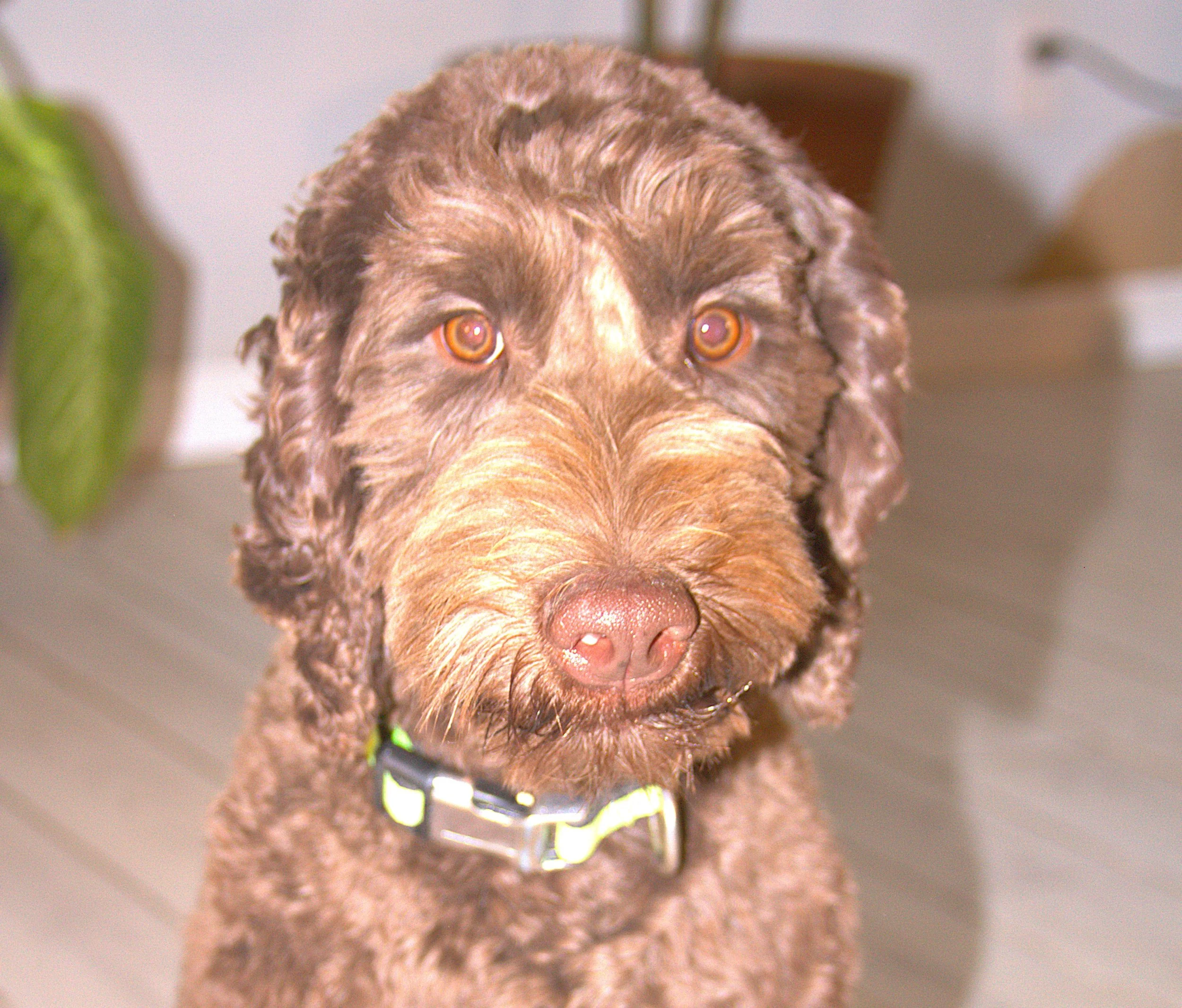 IMG_9933  Mickey HS 7A.jpg