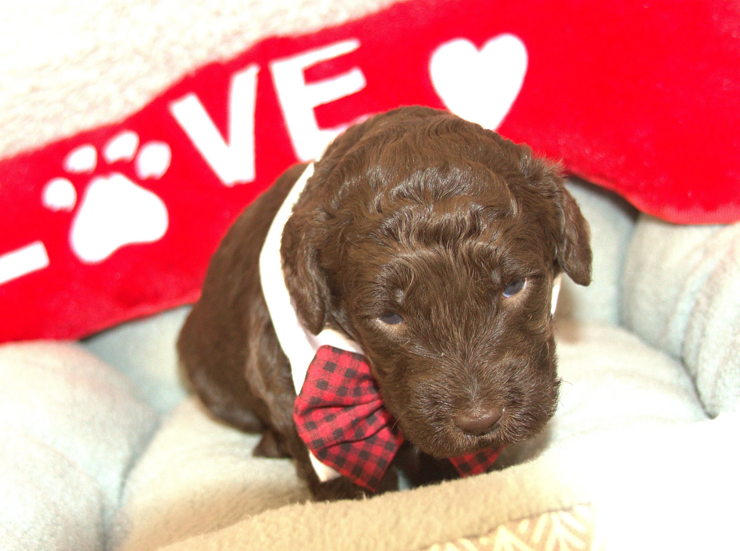 IMG_9457  Hardy bt.jpg