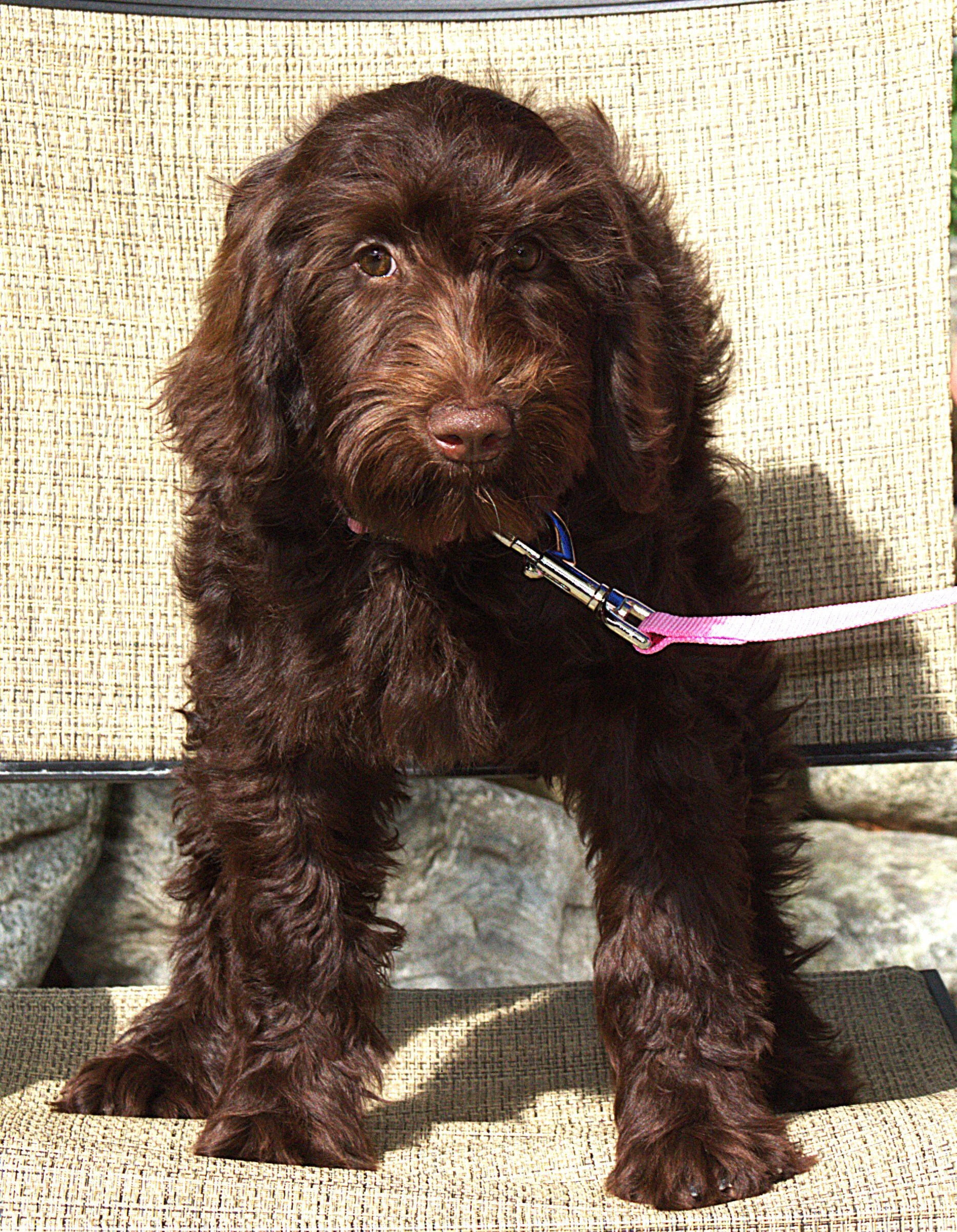 IMG_0185 Zooey 1  - Copy.jpg