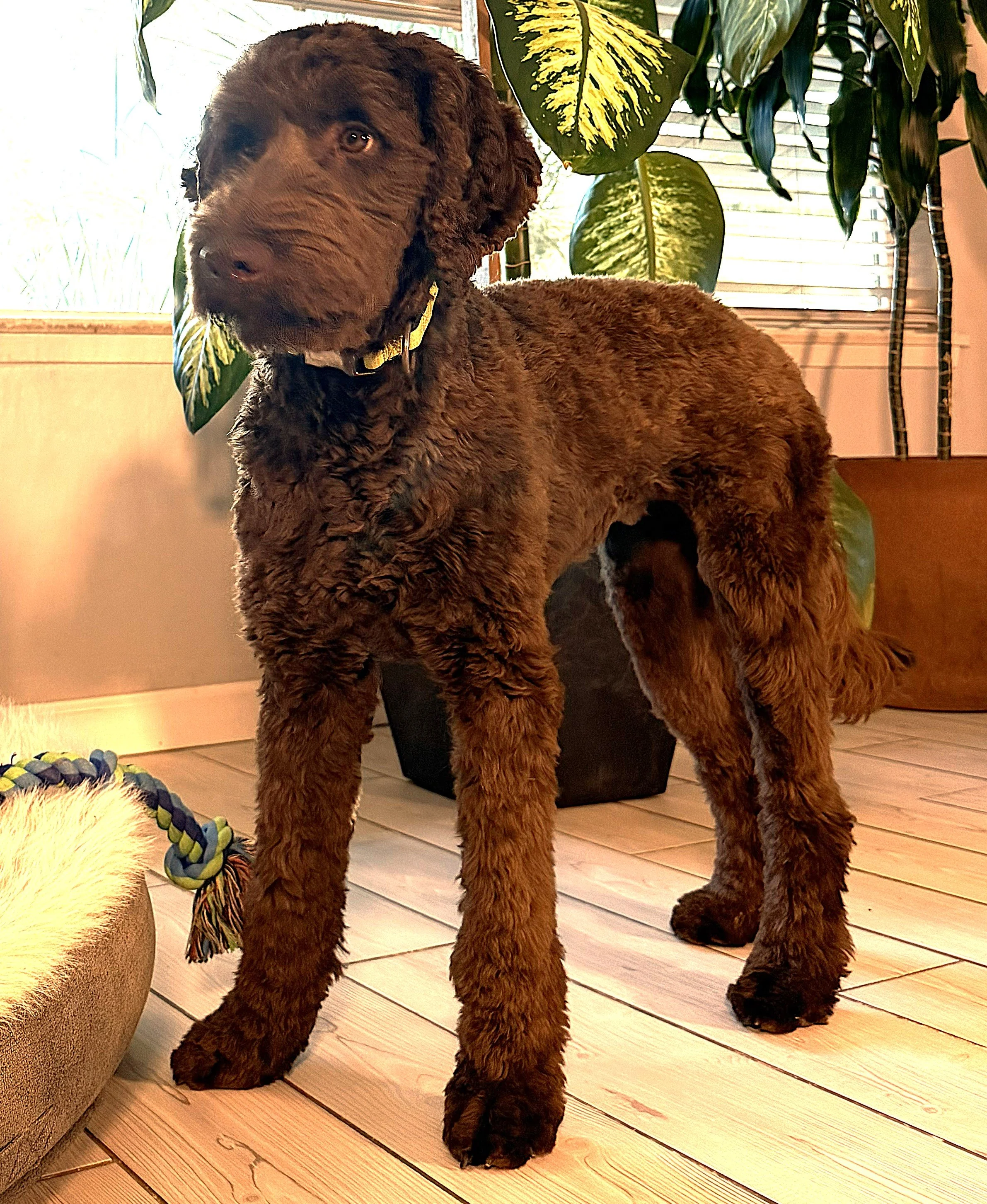 IMG_0709 Athena atand 3A.jpg