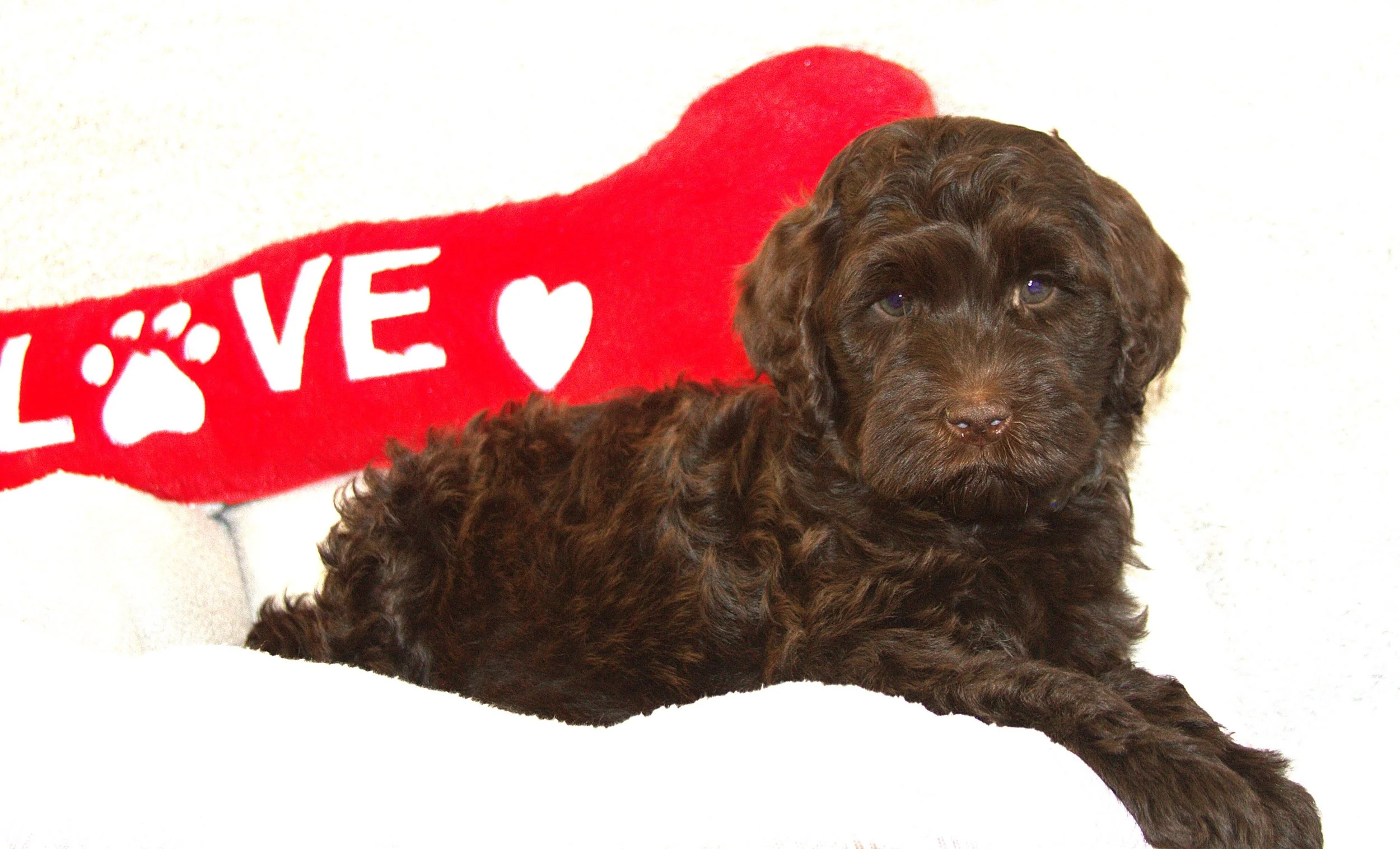 IMG_9645 Thor lay 1.jpg