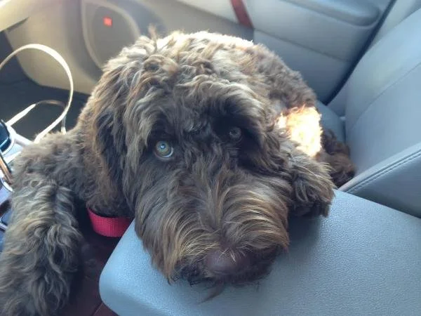 baxter2.jpg