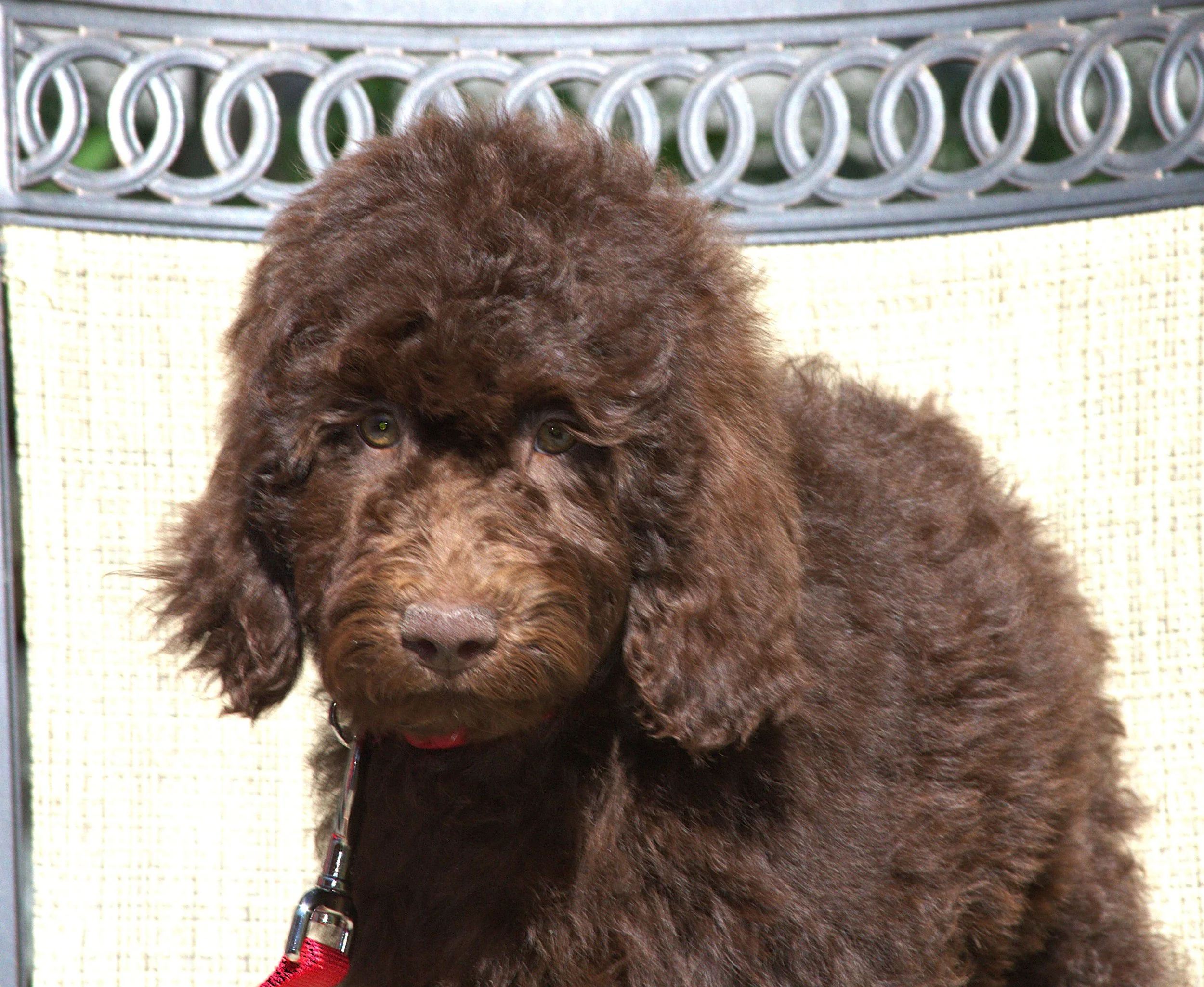 IMG_0061 - Copy Gal Gadot stand 1.jpg