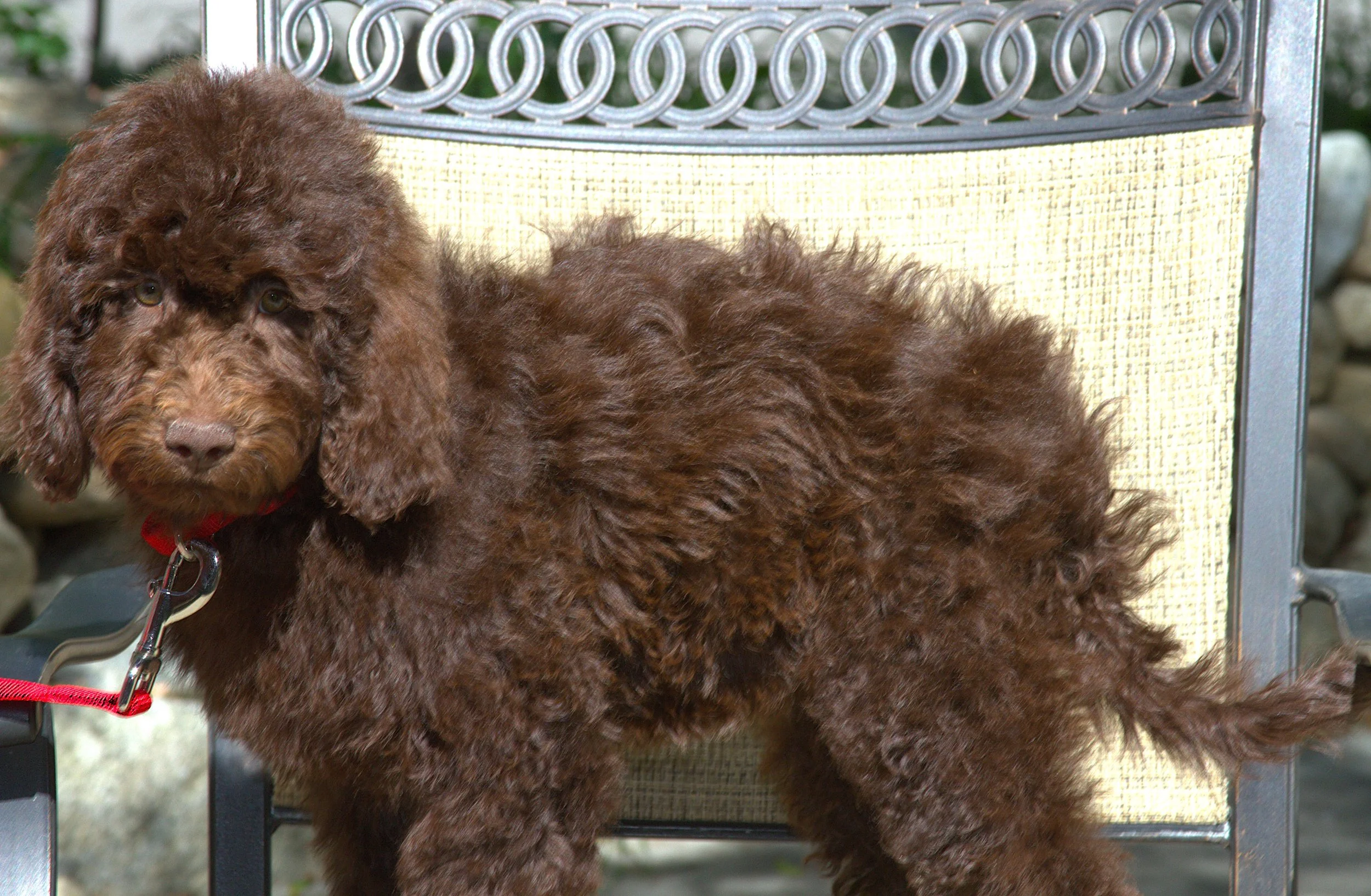 IMG_0073 - Copy Gal Gadot side 3.jpg