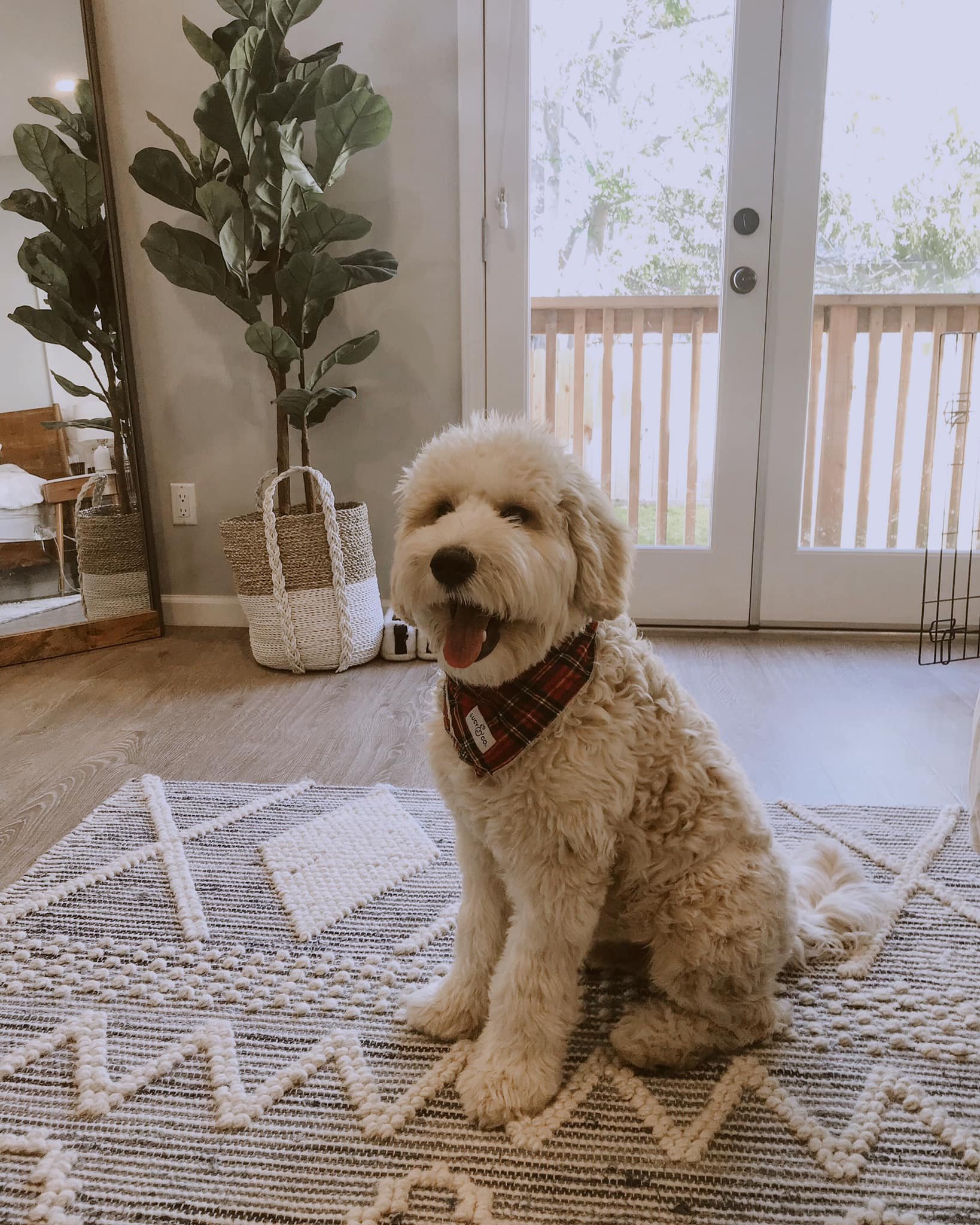 aesthetic labradoodle.jpeg