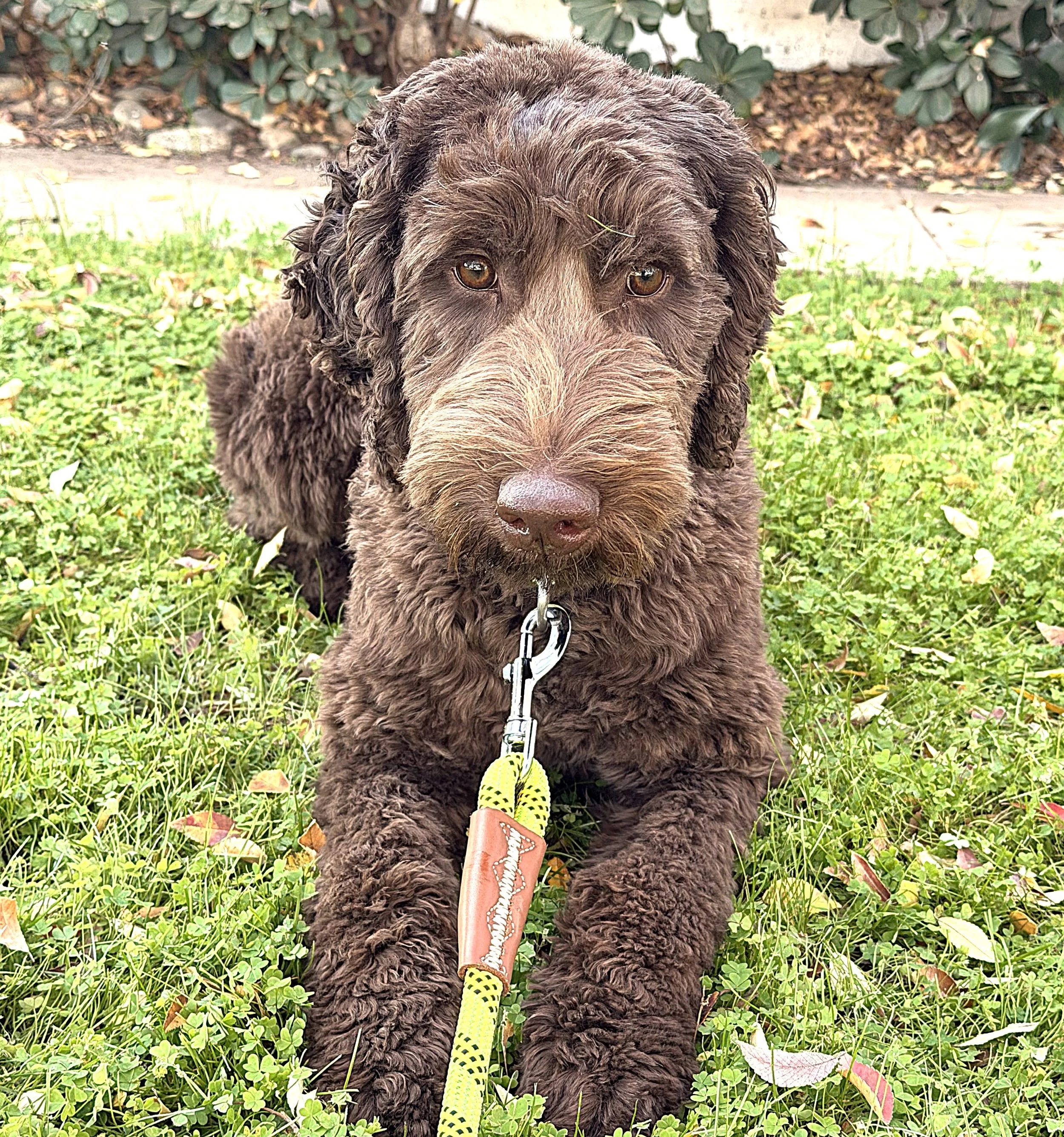 IMG_0706  Athena LAY a.jpg