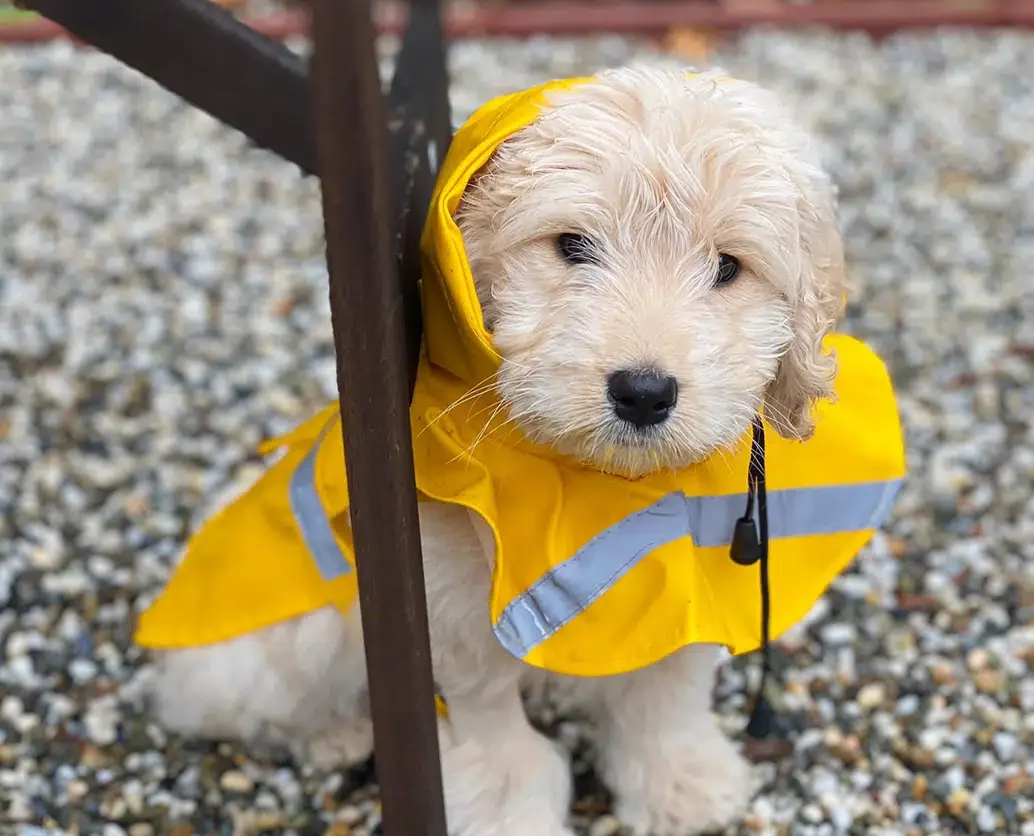 Claremont-hp4 - Copy.webp