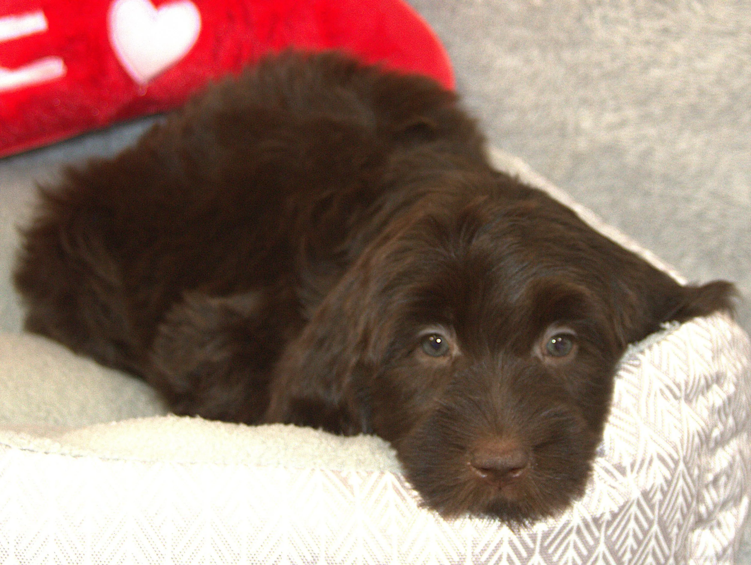 IMG_9843  Desiree lay 5 - Copy.jpg