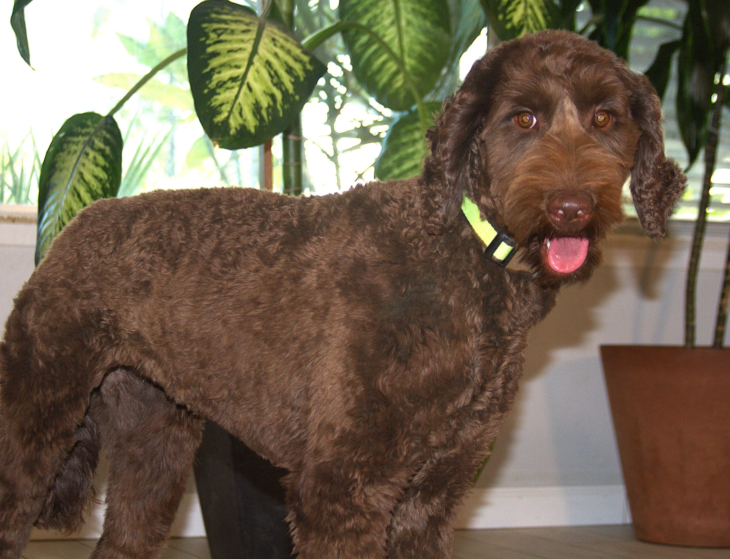 IMG_9921 Mickey stand 1.jpg