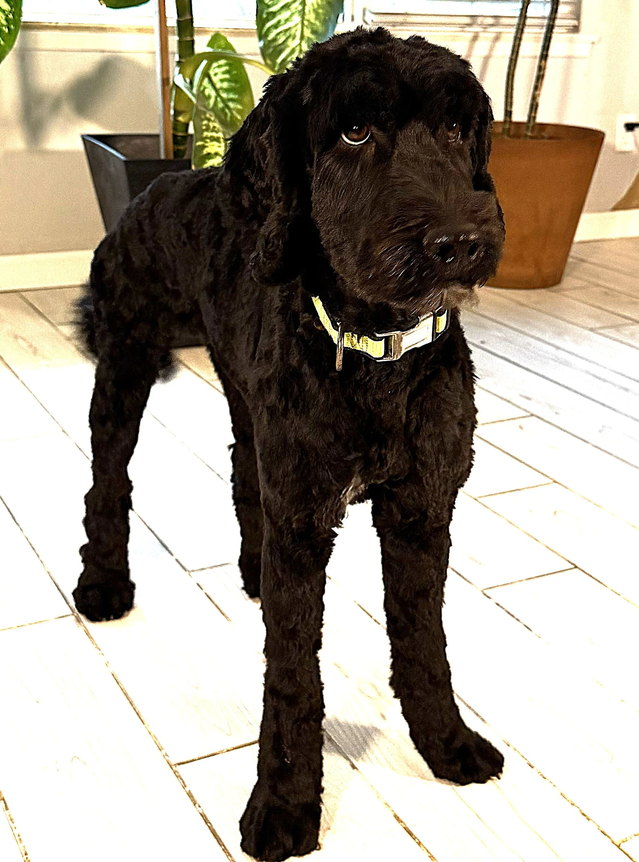 IMG_0780  lLilo stand 9A.jpg