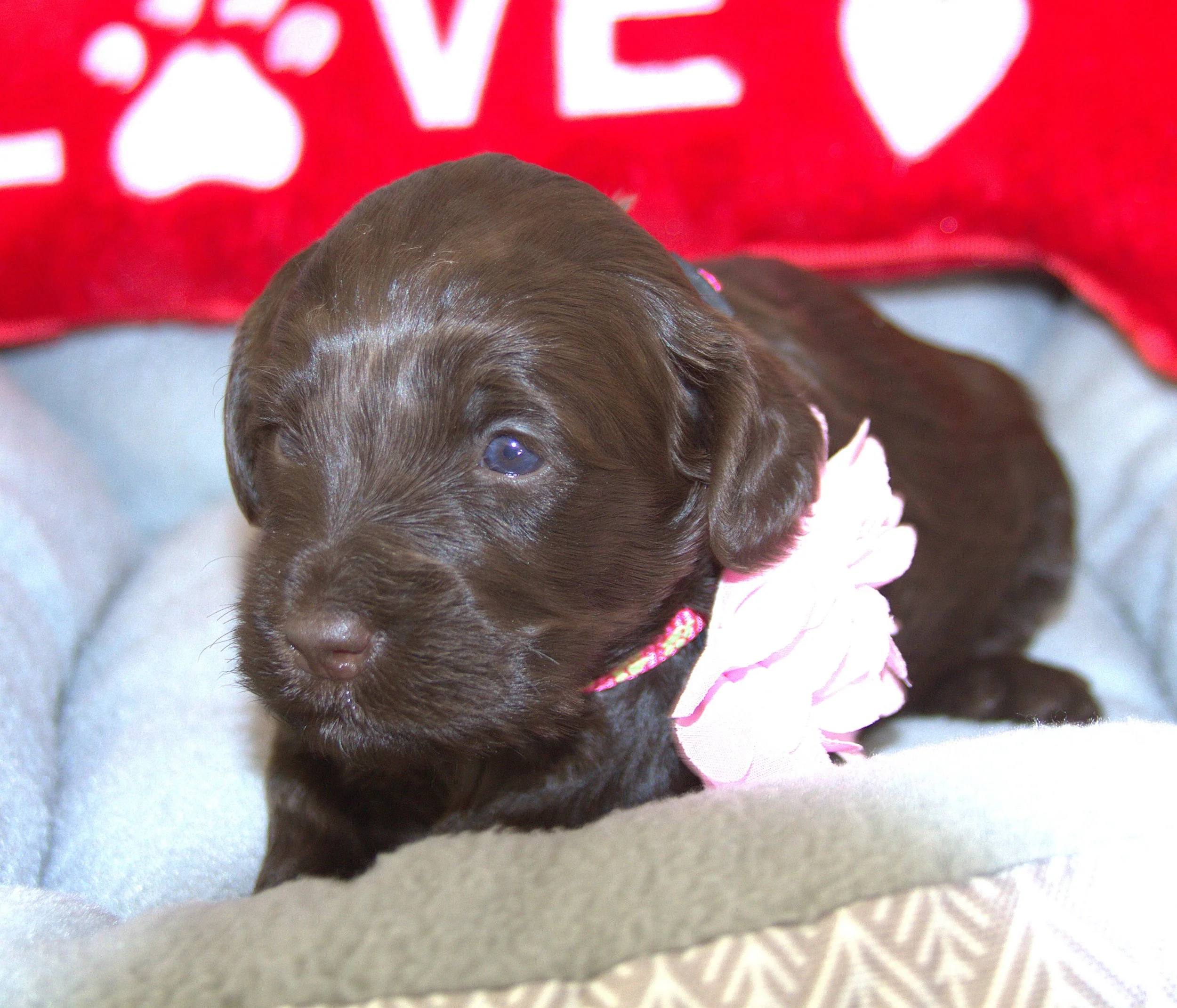 IMG_9353 - Copy  Zooey 2.jpg