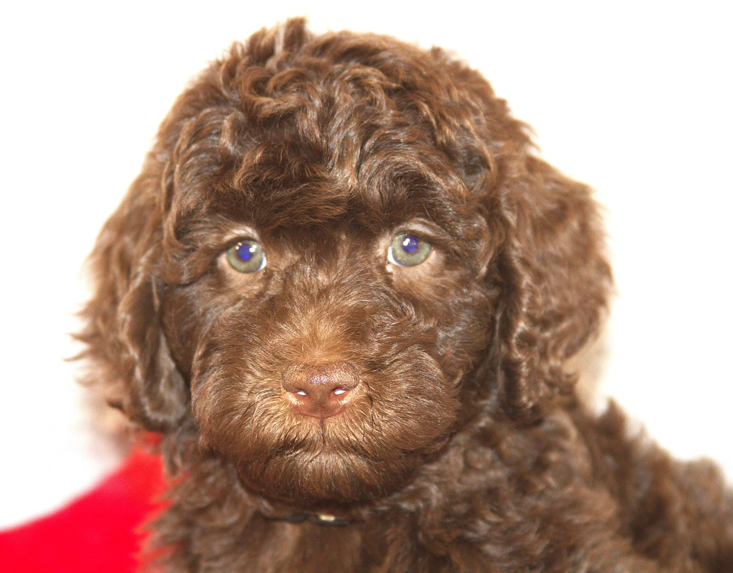 IMG_9773 Gal Gadot HS .jpg