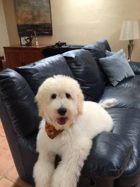 owners 3 couch.jpg