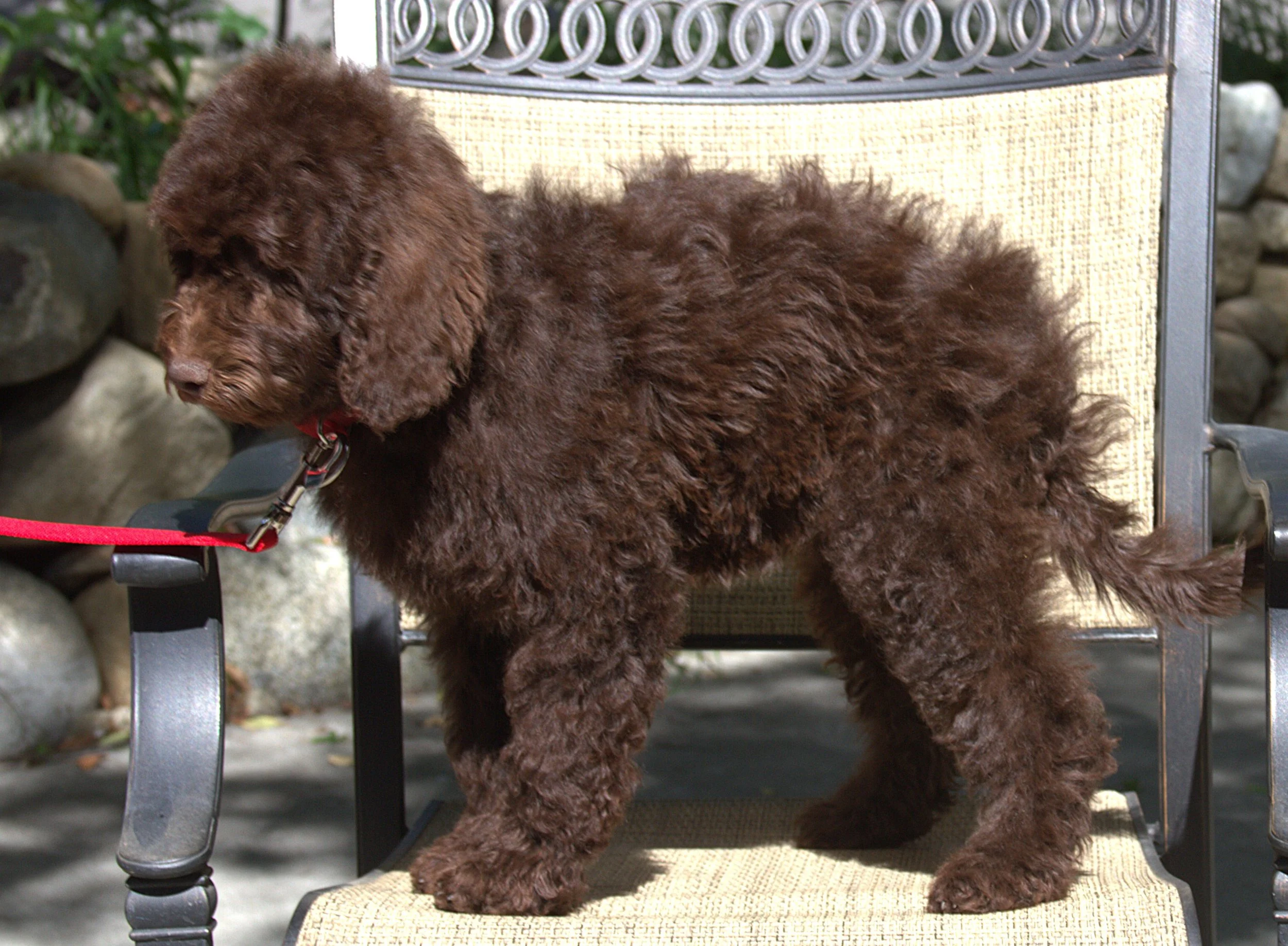 IMG_0072Gal Gadotside 5.jpg