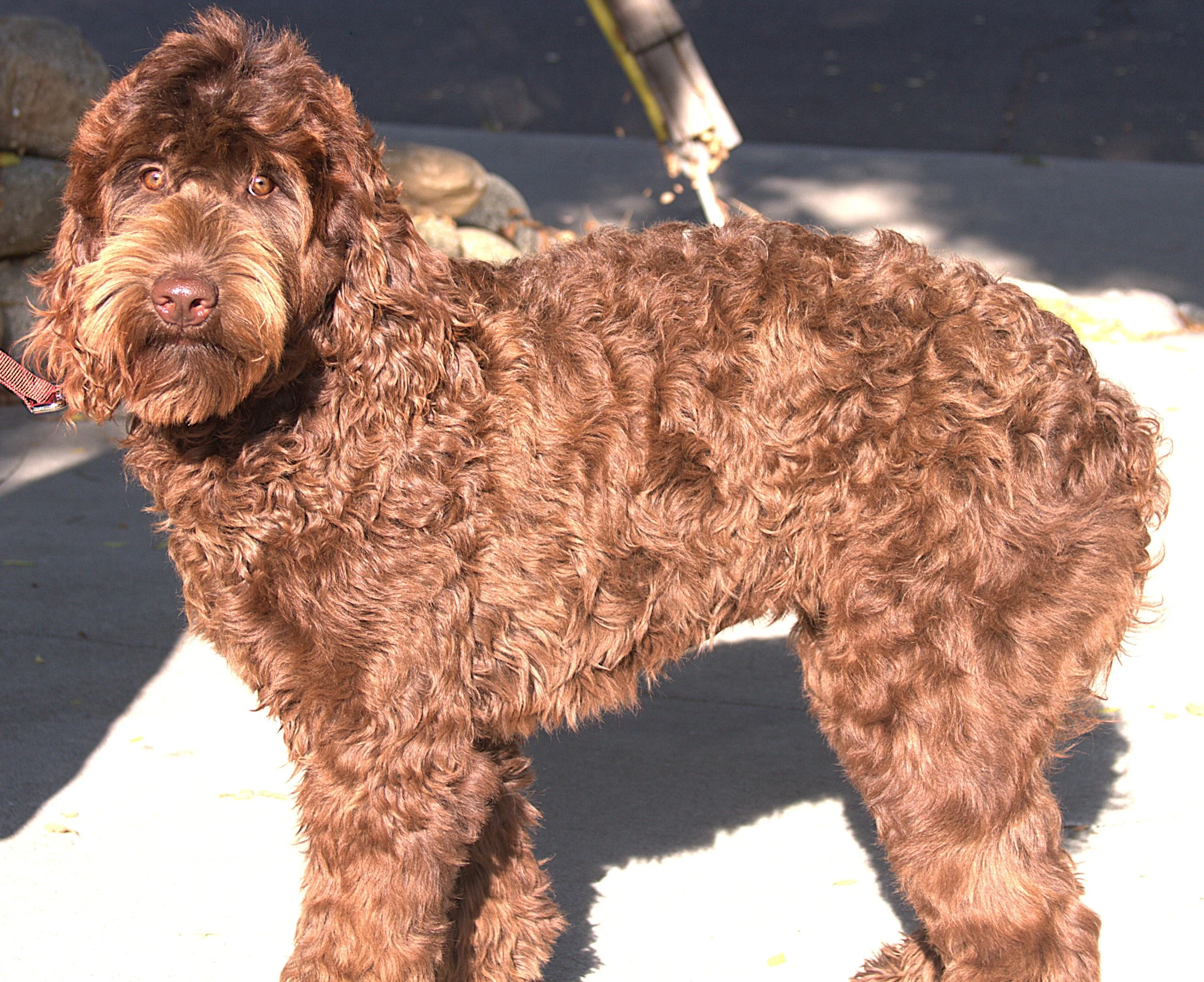 IMG_9129 Nayla Stand.jpg