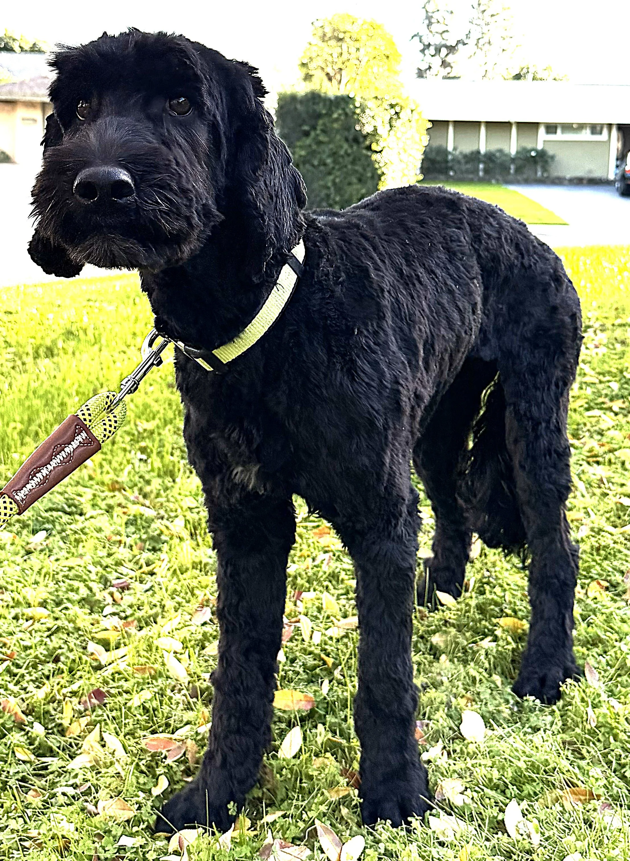 IMG_0763  lLilo stand 3A.jpg