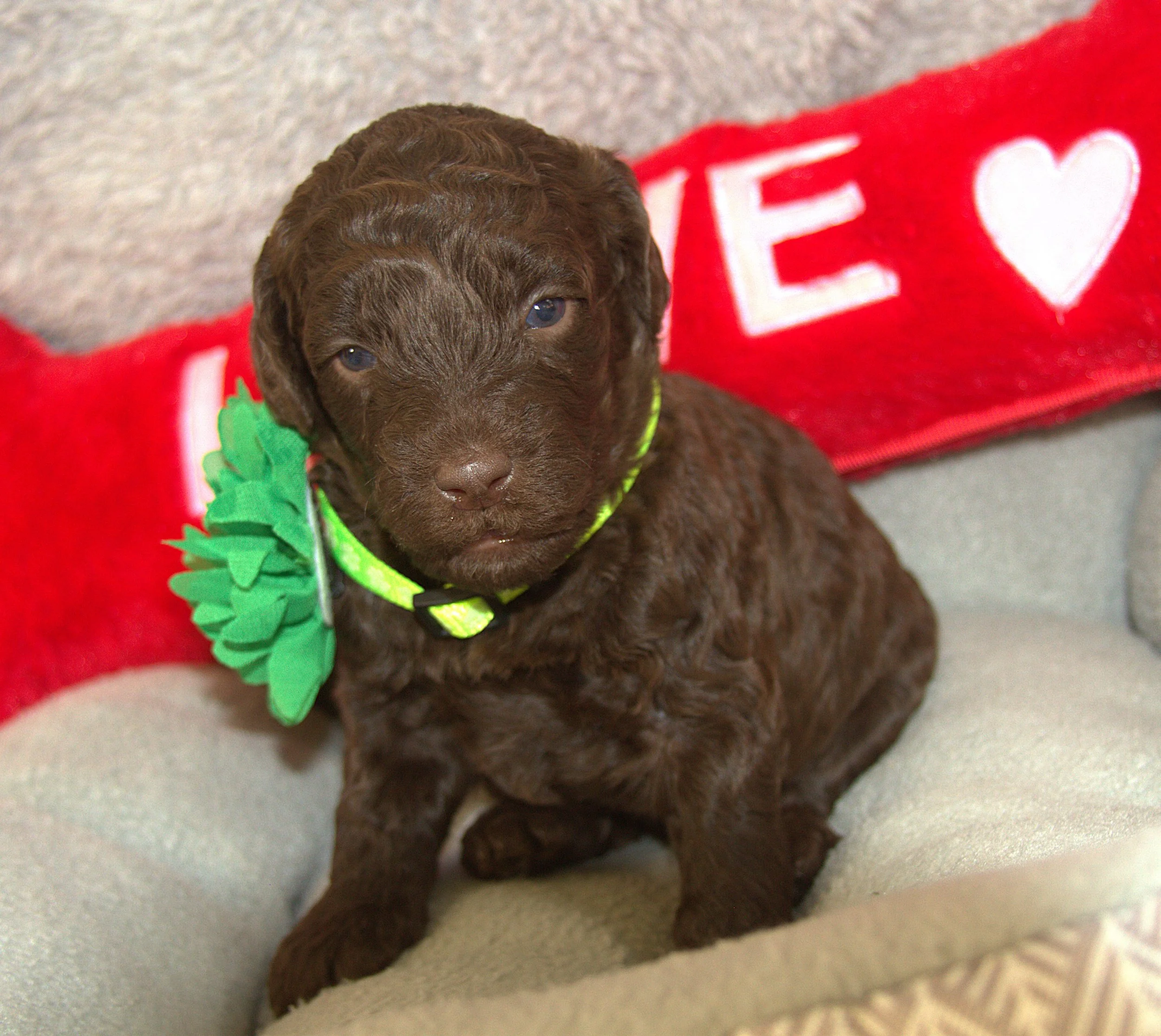 IMG_9500  Gal Gadot 5.jpg