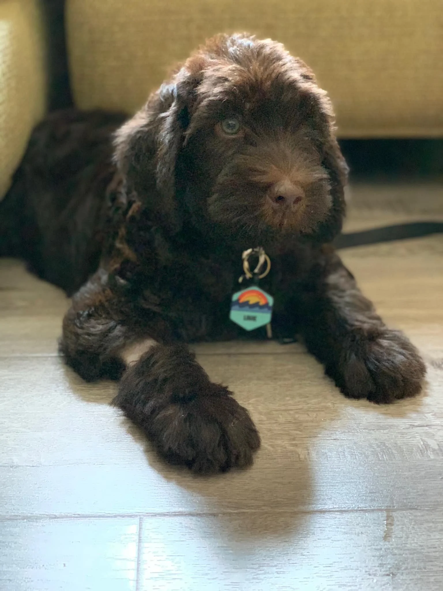 baby labradoodle.jpeg