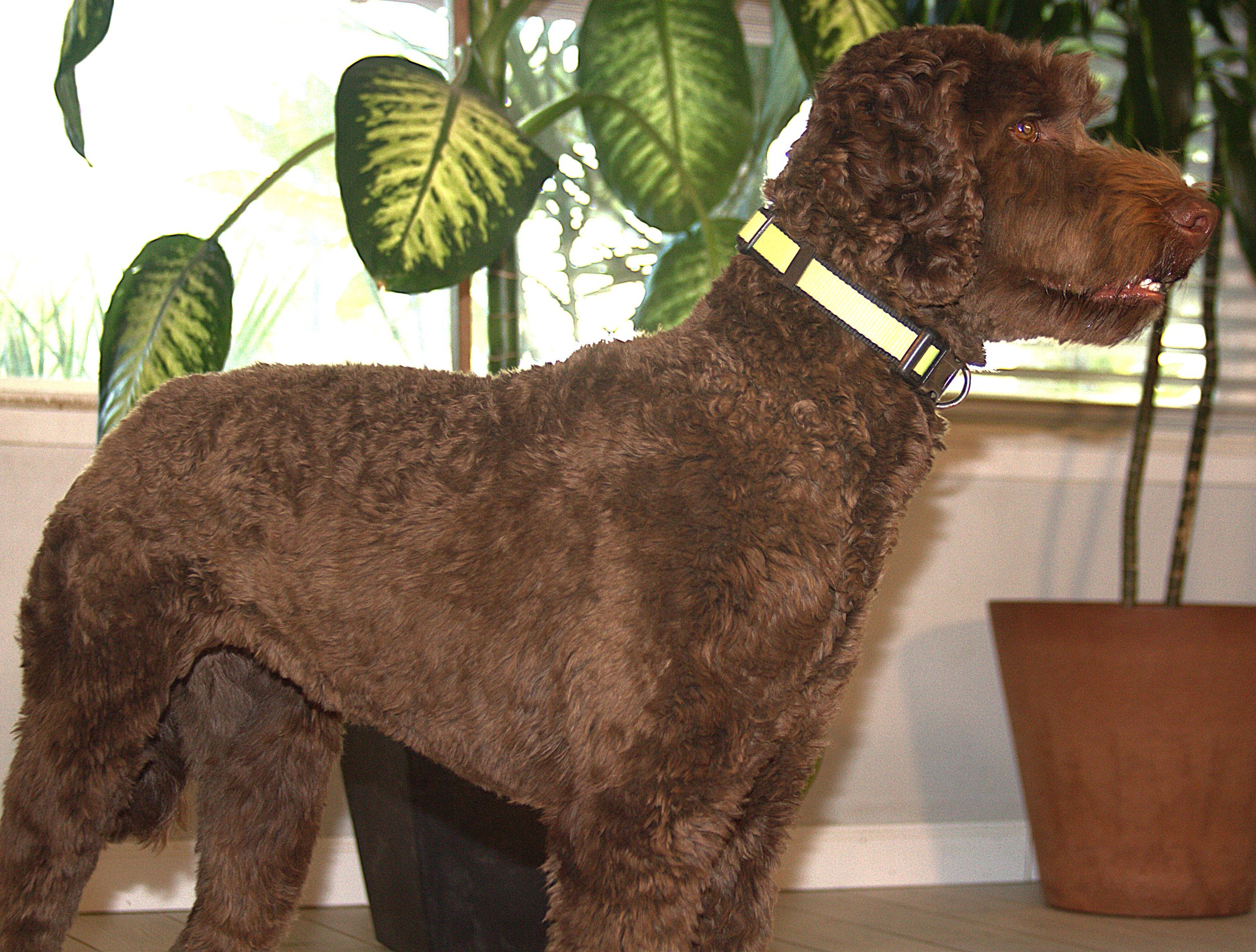 IMG_9920 Mickey stand 6A.jpg