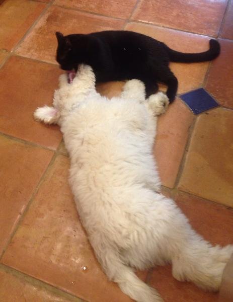 dogandcat.jpg