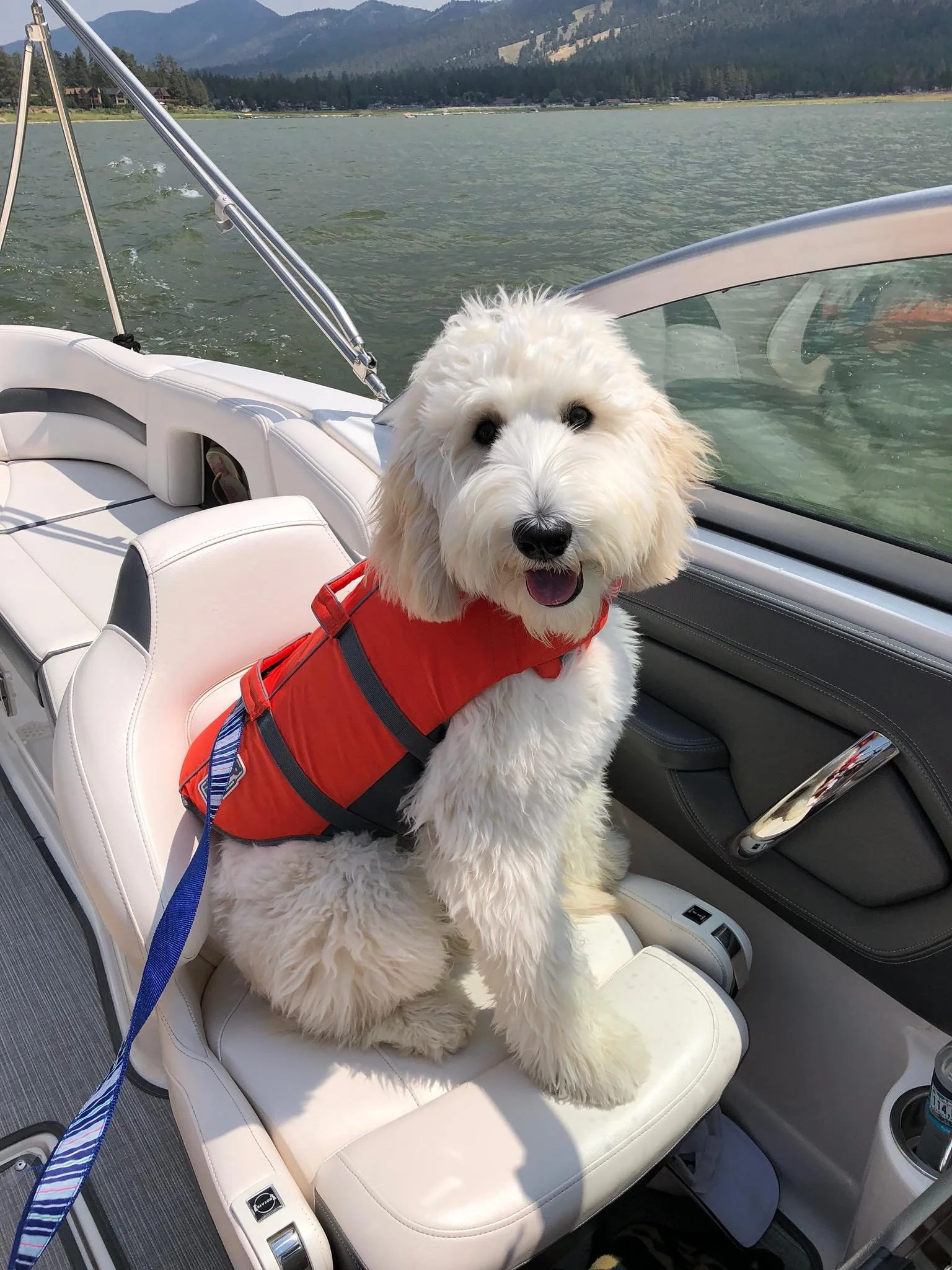 boat labraoodle - Retro from Kona.jpeg