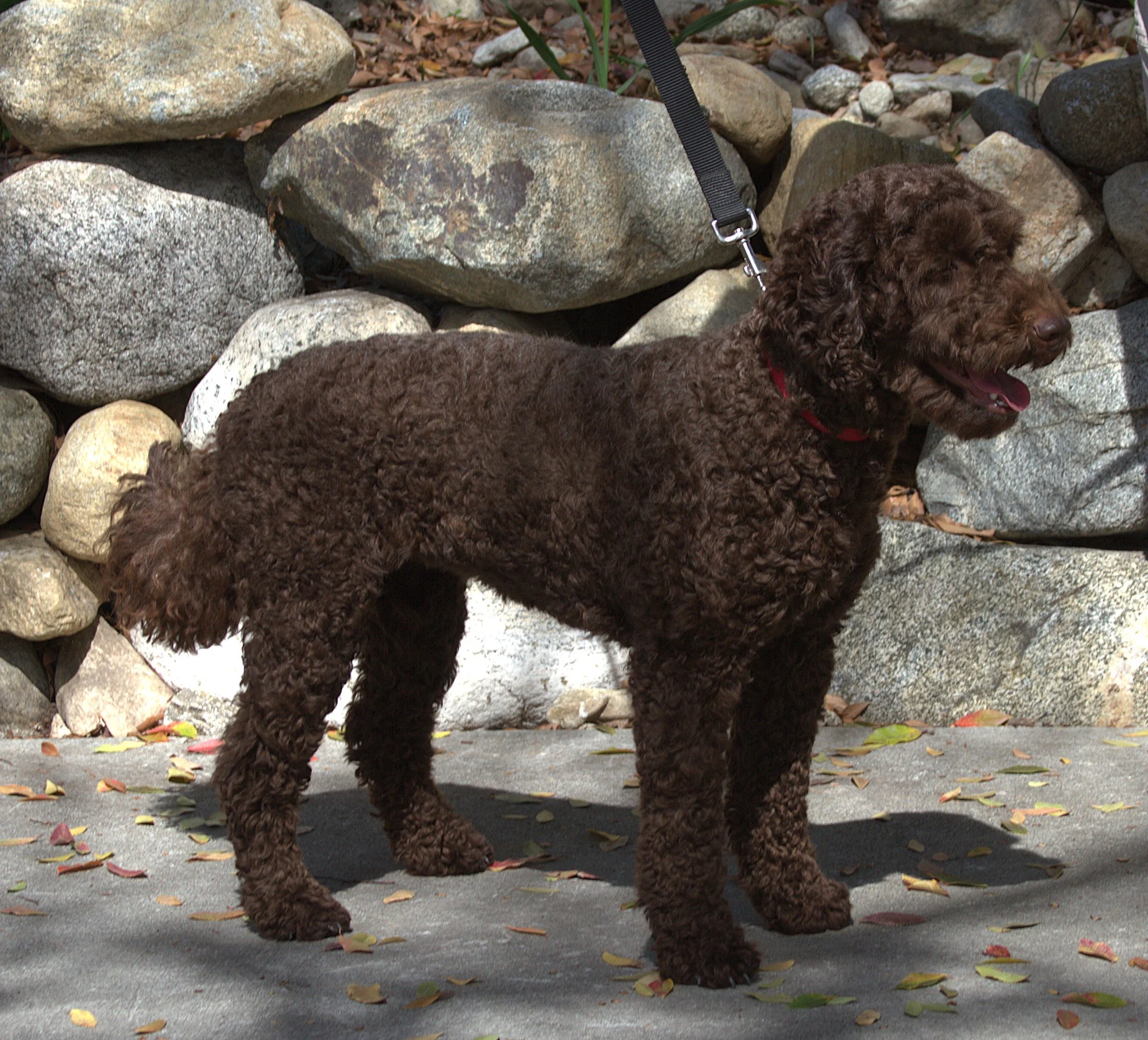 IMG_0049  Faith  stand 3.jpg