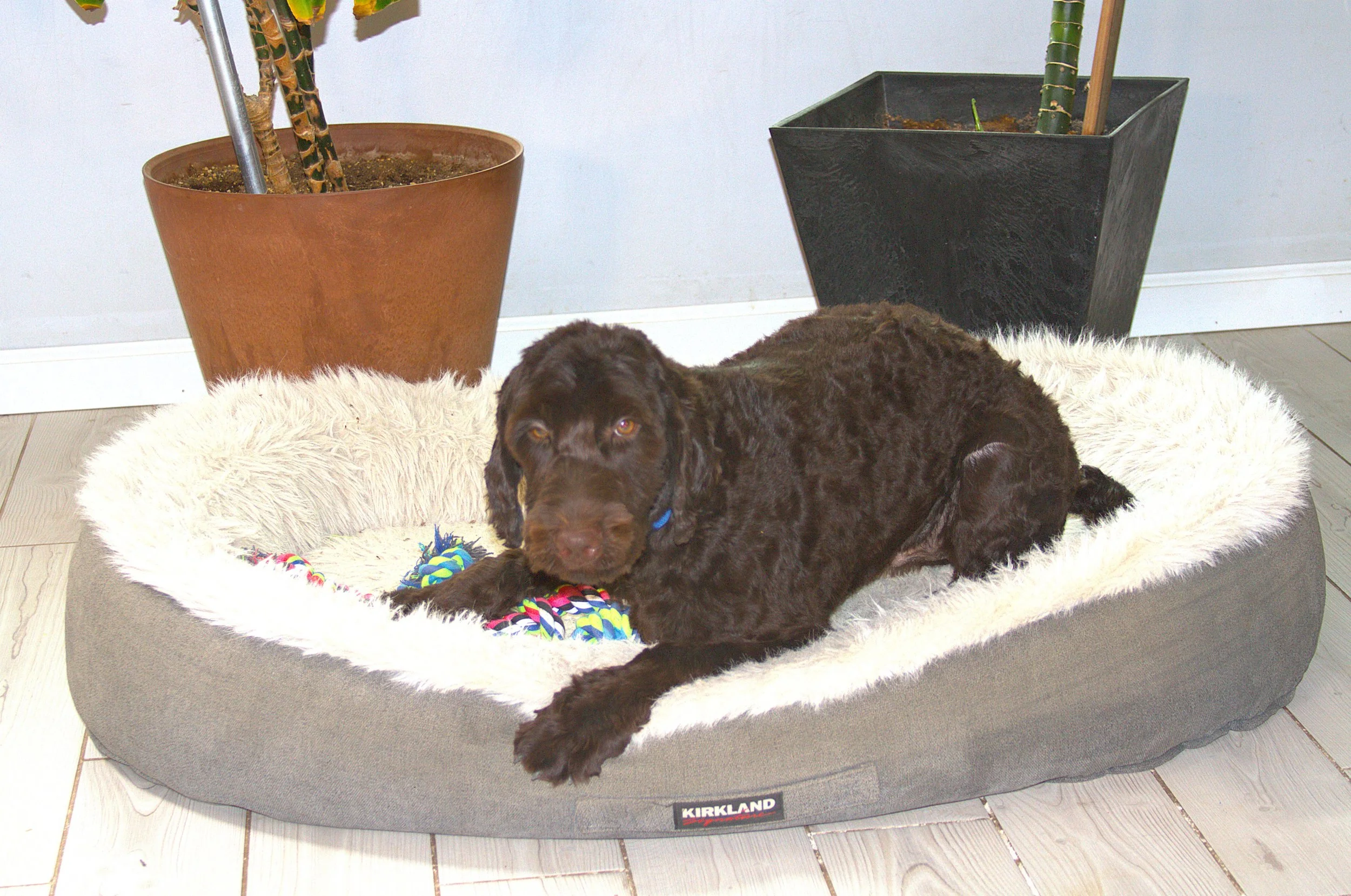 IMG_0586 Thor in Bed6.jpg