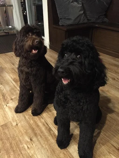 Lola-Lucy.jpg