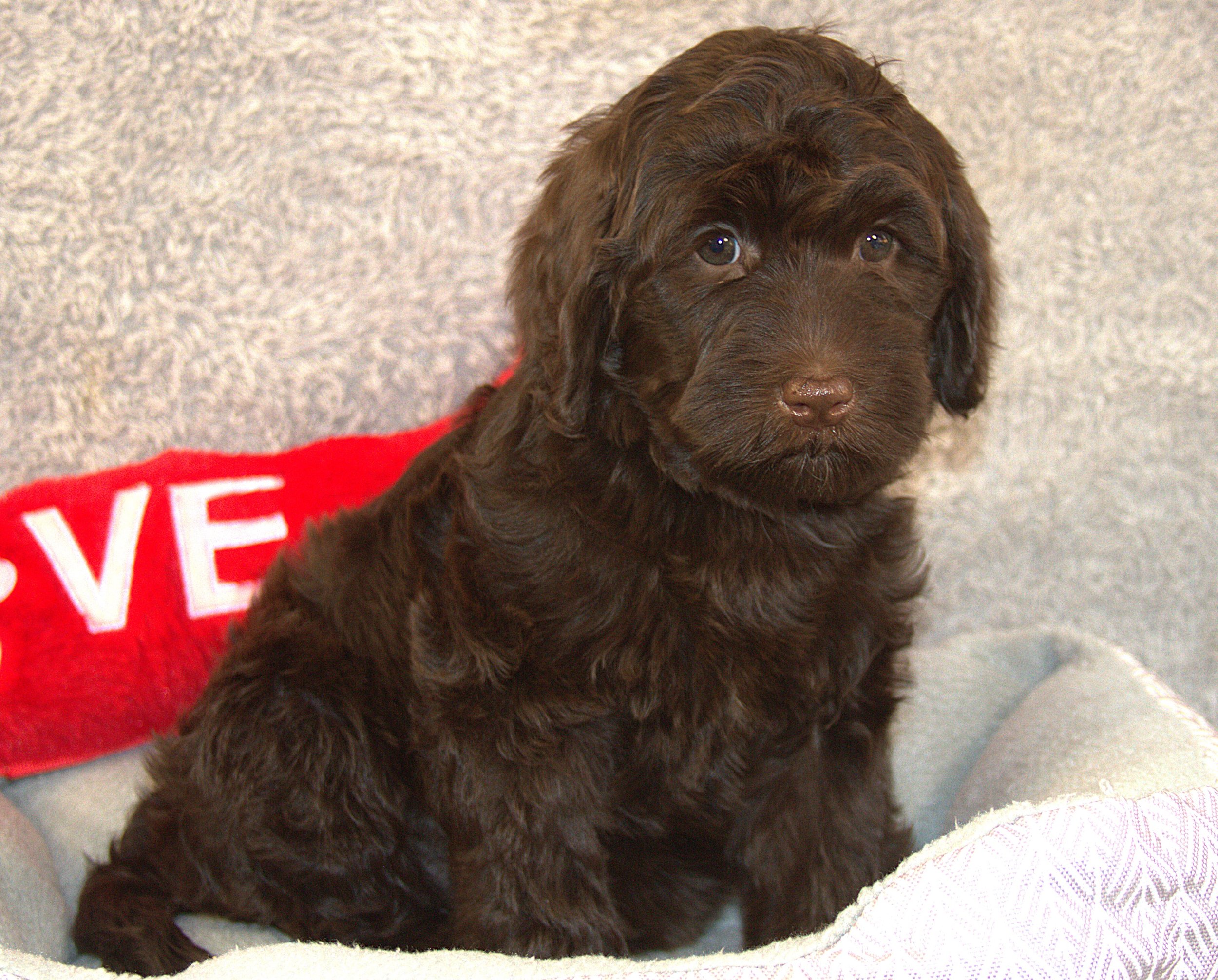 IMG_9664 zooey sit 1.jpg