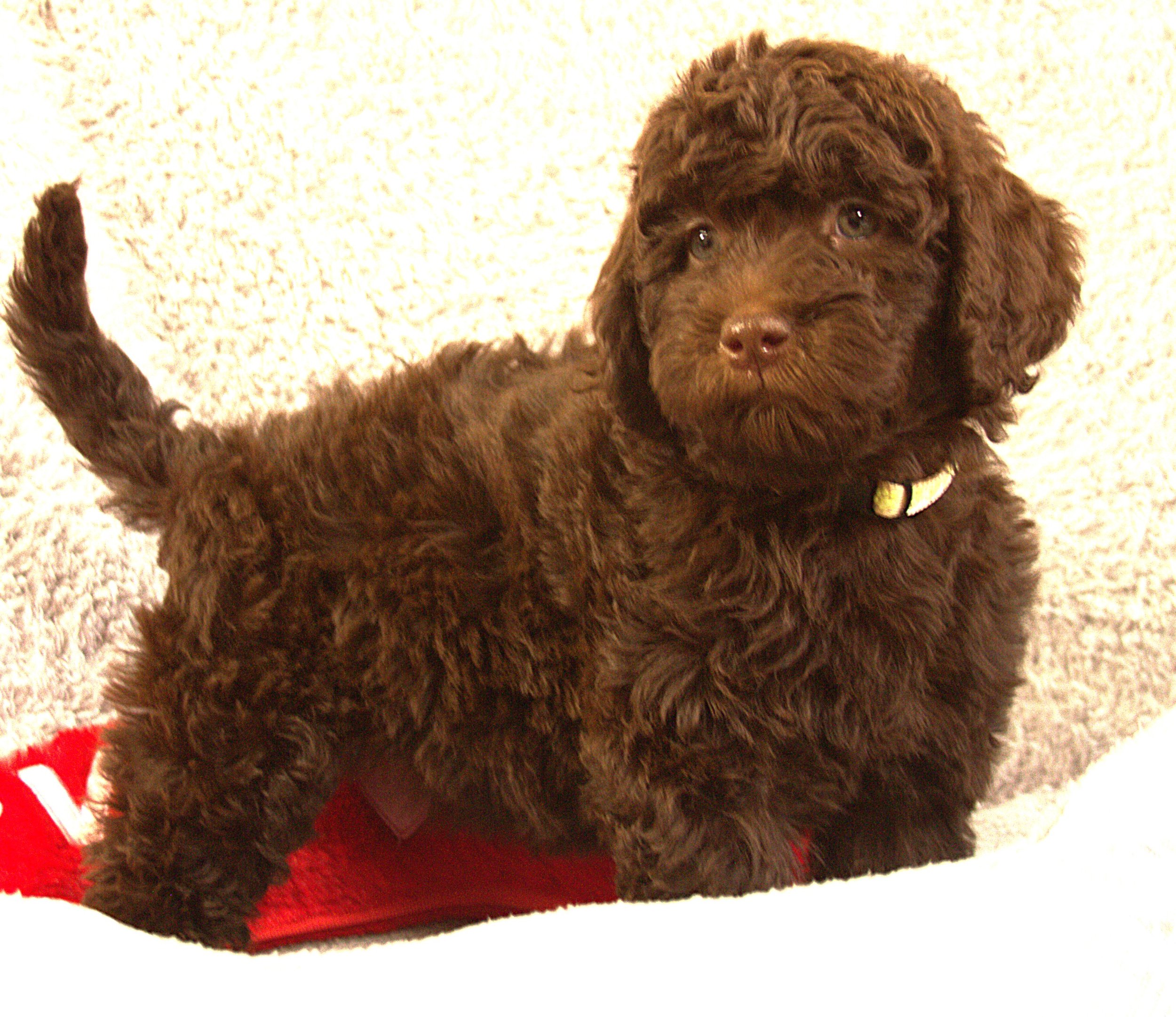 IMG_9767  Gal Gadot stand 3.jpg