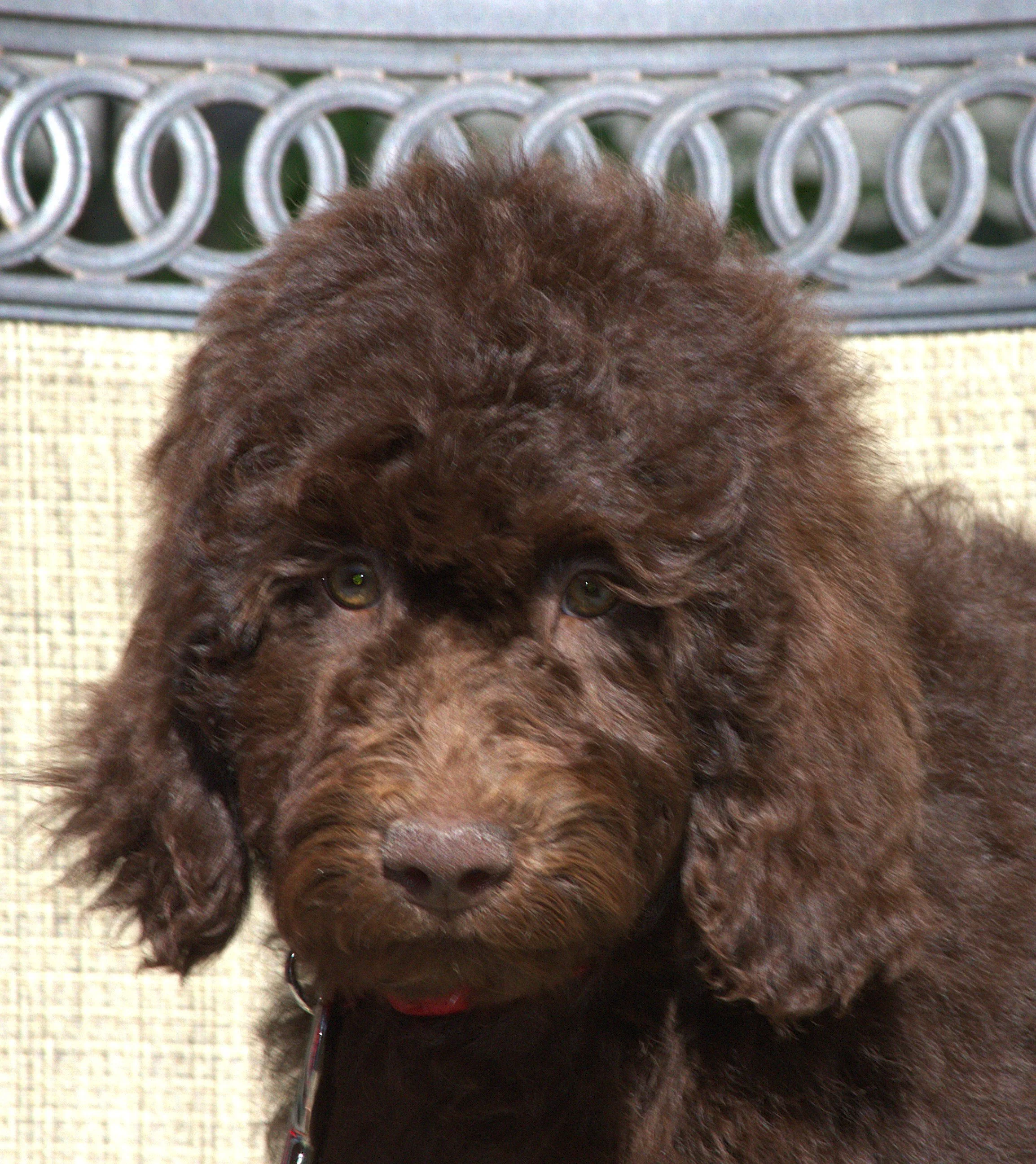 IMG_0061Gal Gadot HS.jpg